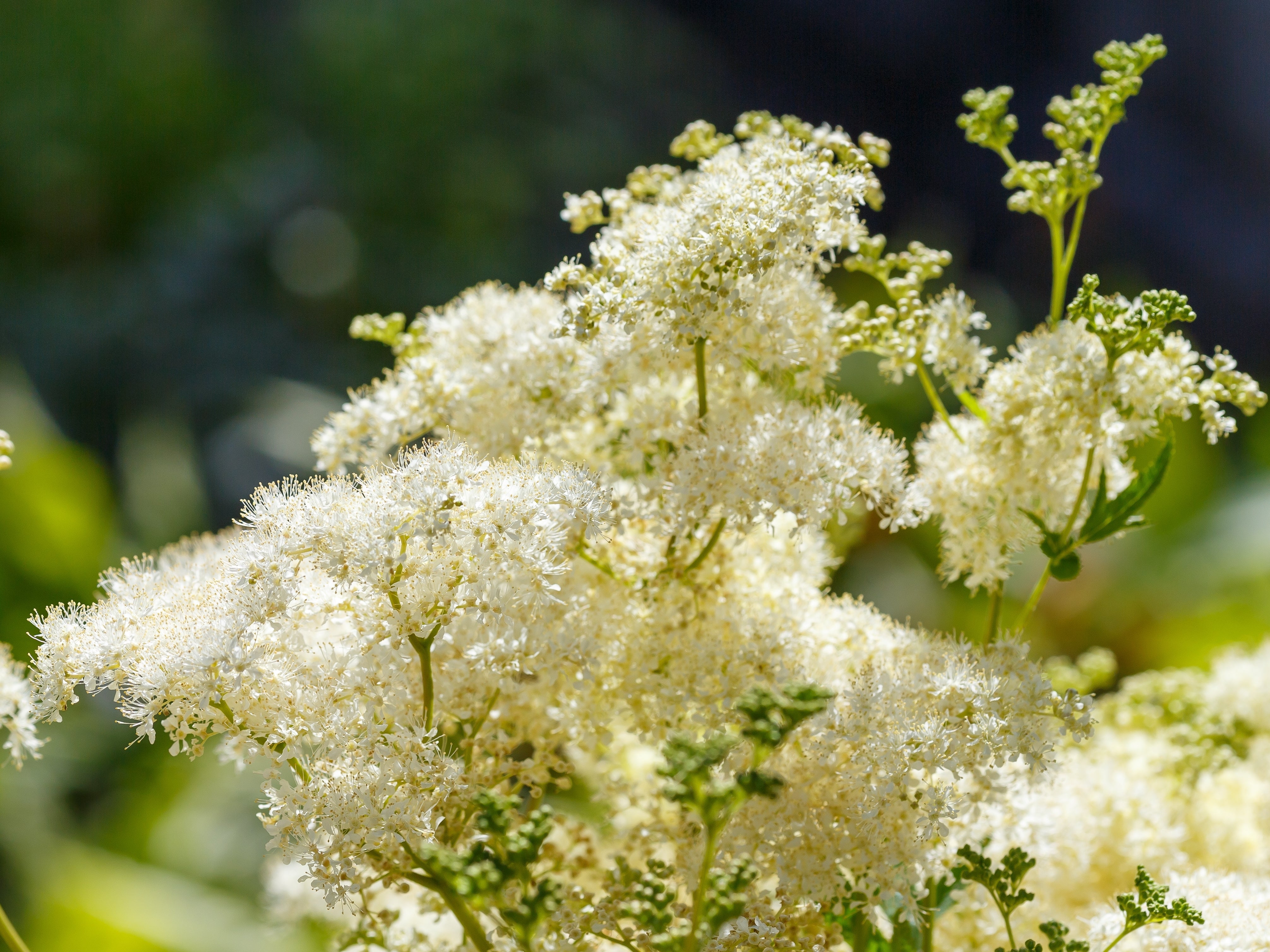 20 QUEEN of the MEADOW Filipendula Ulmaria Meadowsweet Native