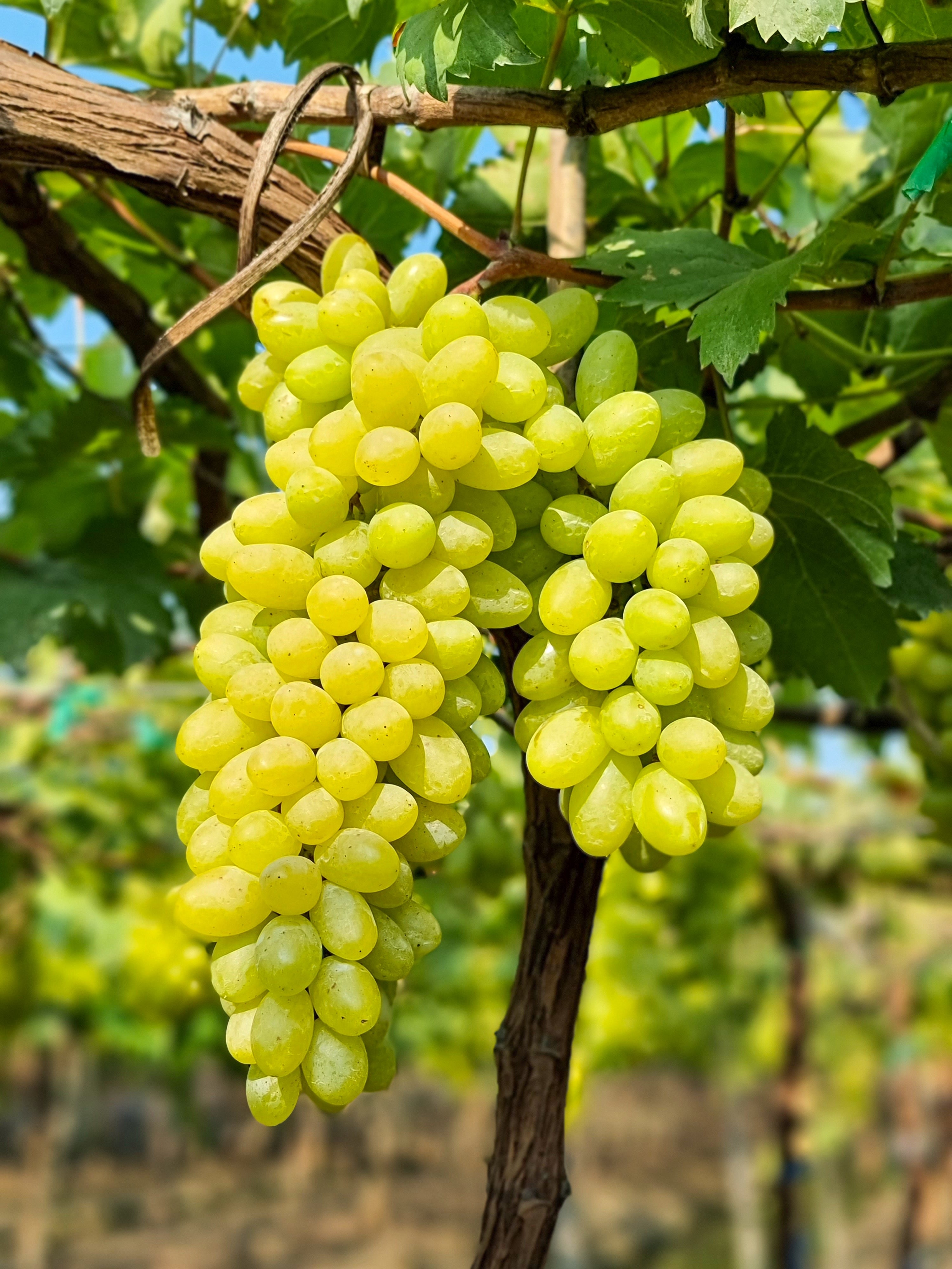 grape plant seeds 50 GREEN (Dessert / Table) GRAPE Vitis Vinifera Fruit Vine Seeds