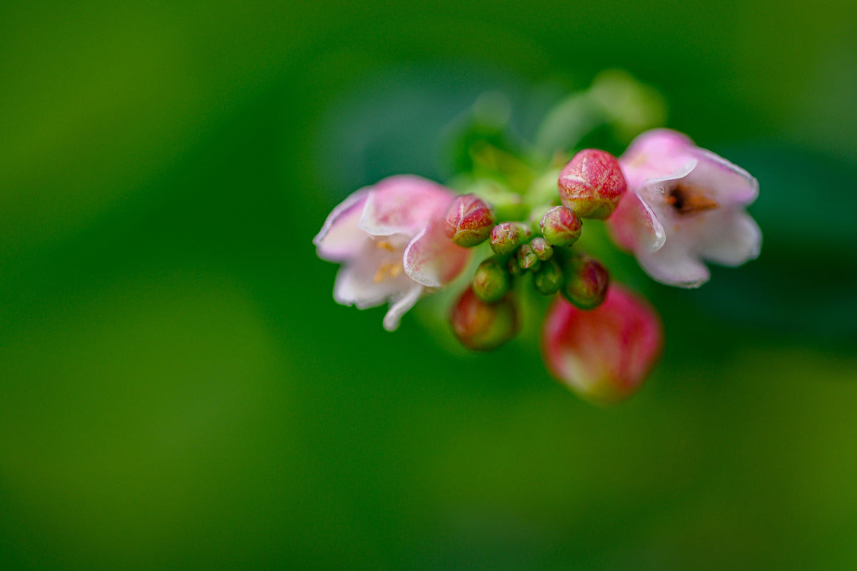 30 WESTERN SNOWBERRY Shrub White Pink Flower Symphoricarpos Occidentalis Seeds