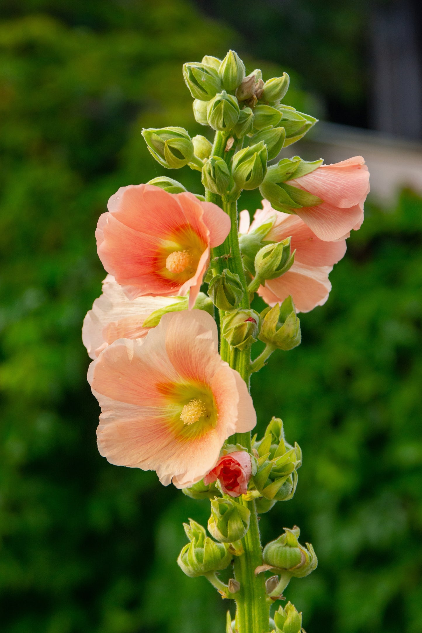 25 PEACH & BROWN HOLLYHOCK Alcea Rosea Flower Seeds Perennial