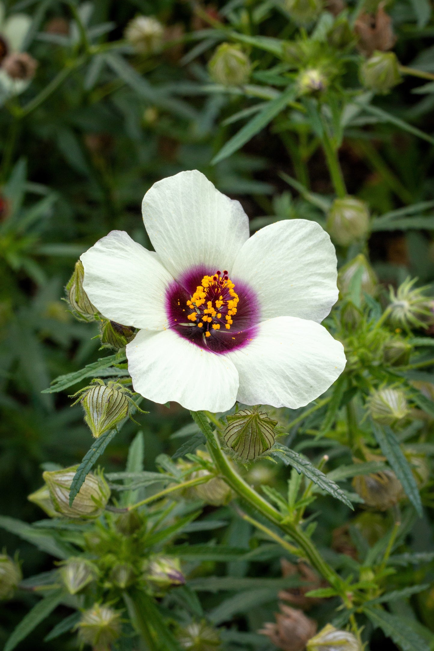 10 SIMPLY LOVE HIBISCUS (Flower of the Hour / Baldder Hibiscus) Hibiscus Trionum Flower Seeds