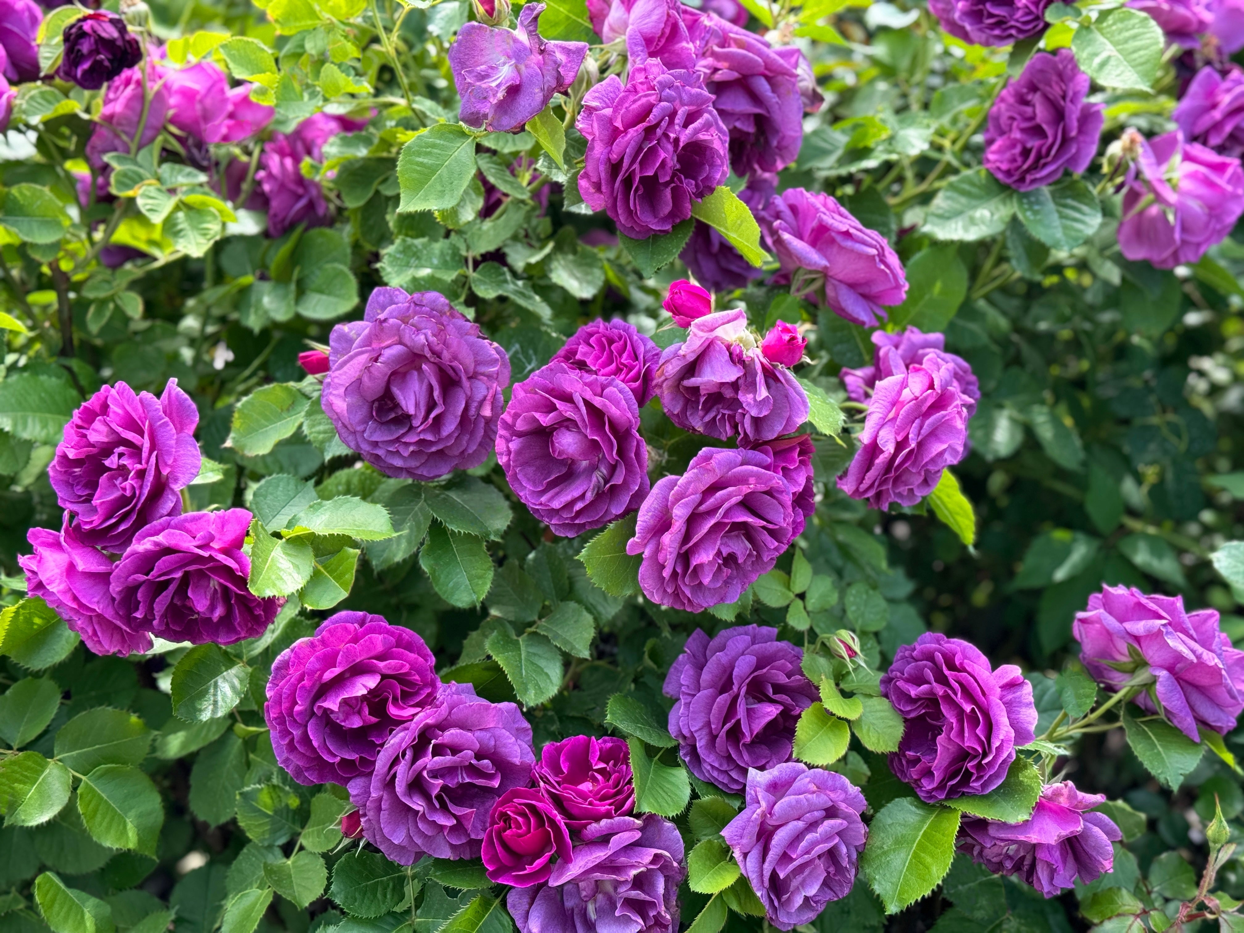 5 purple rose rosa floribunda bush shrub perennial flower seeds 5 PURPLE ROSE Rosa Floribunda Bush Shrub Perennial Flower Seeds