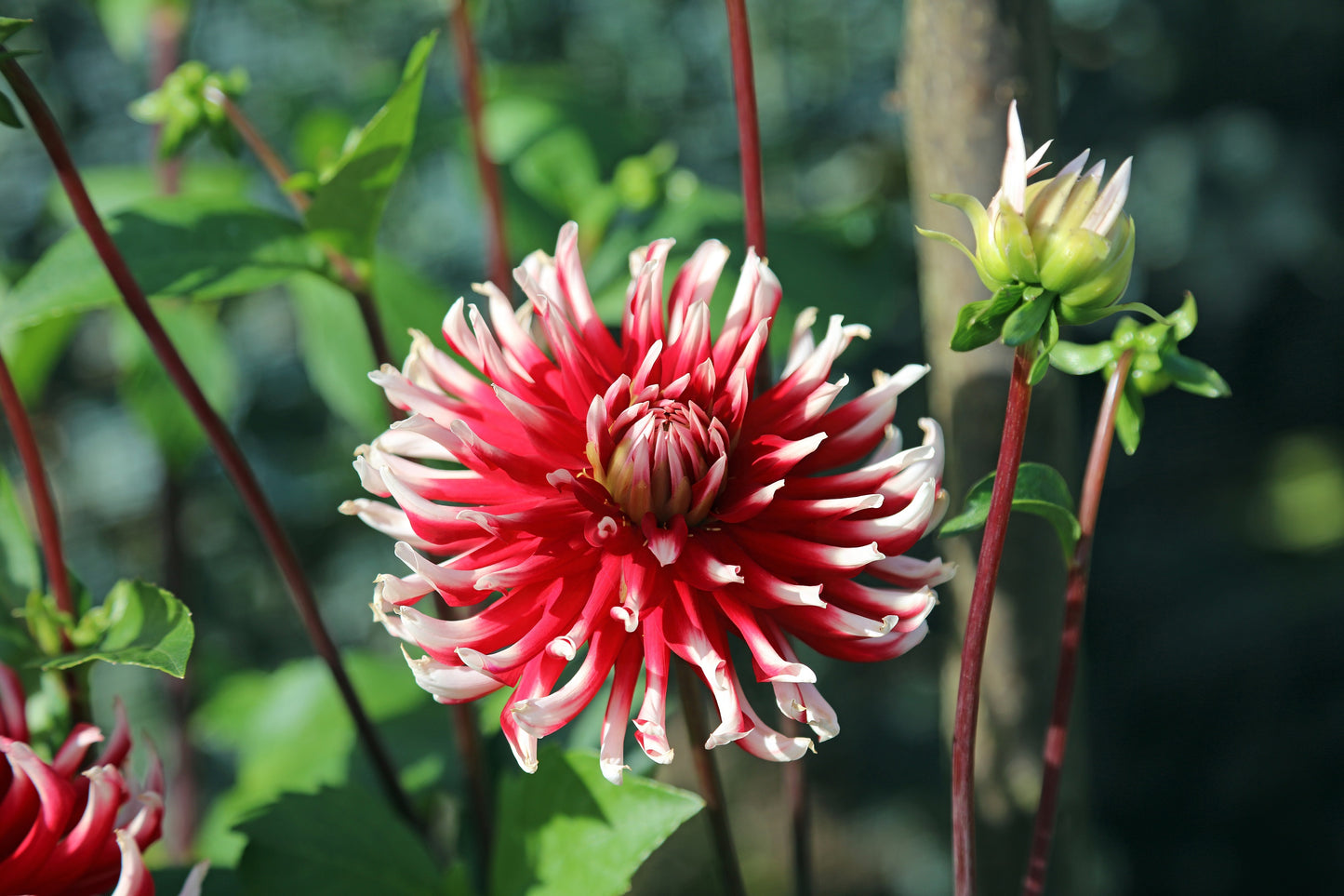 25 CACTUS DOUBLE DAHLIA Mix Variabilis Mixed Colors Hummingbird Flower Seeds