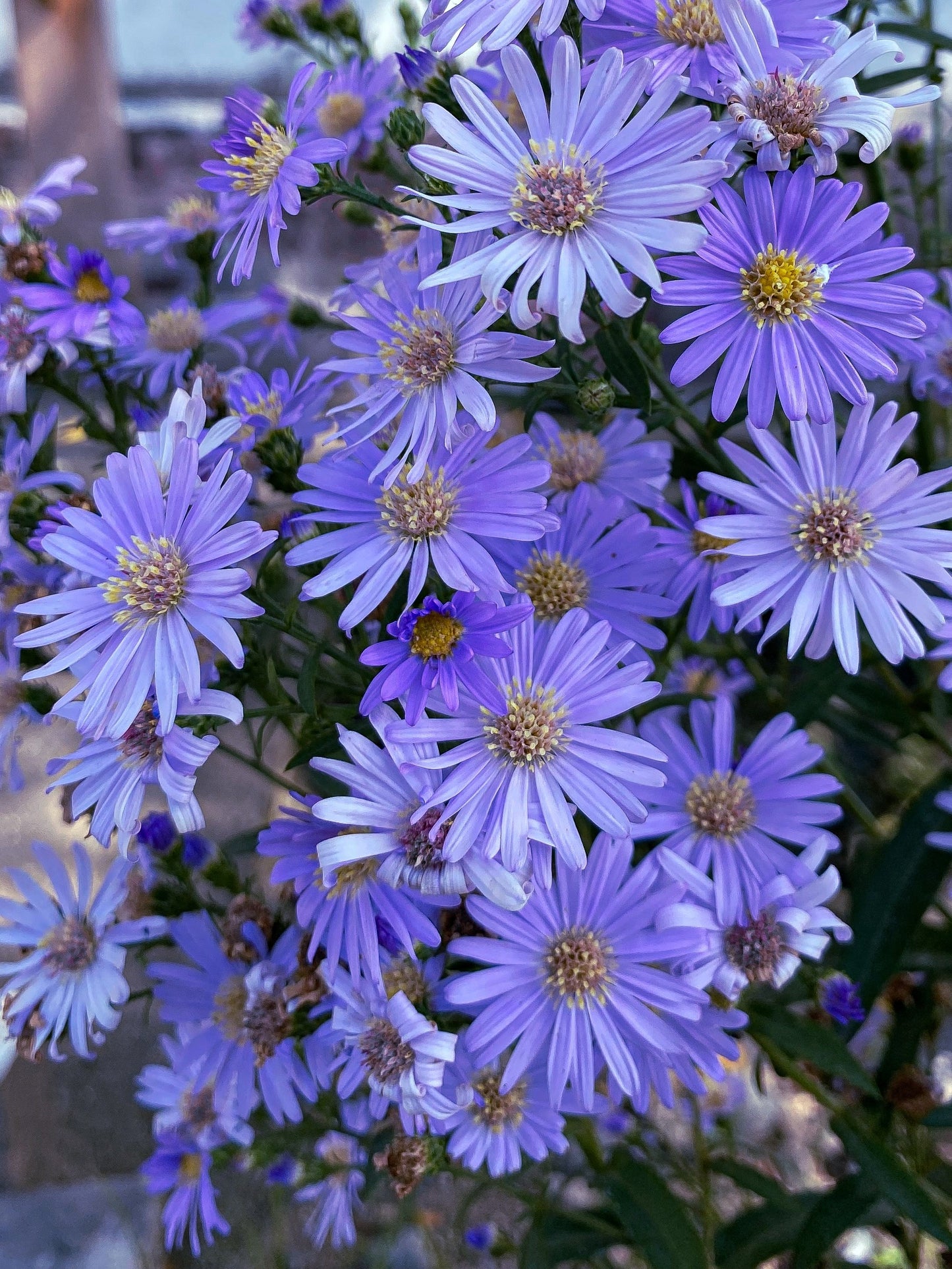 100 HEART LEAVED ASTER Cordifolius Symphyotrichum Blue Wood Aster Flower Seeds
