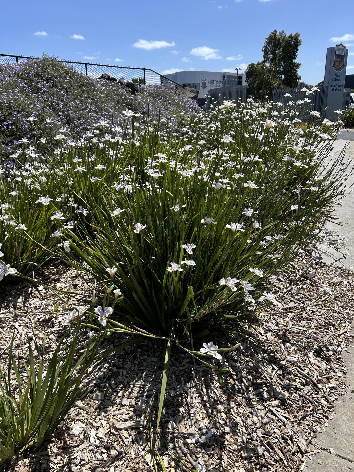 25 WHITE AFRICAN IRIS Fortnight Lily Dietes Iridioides Vegeta aka Cape or Butterfly Iris Yellow Purple Flower Seeds