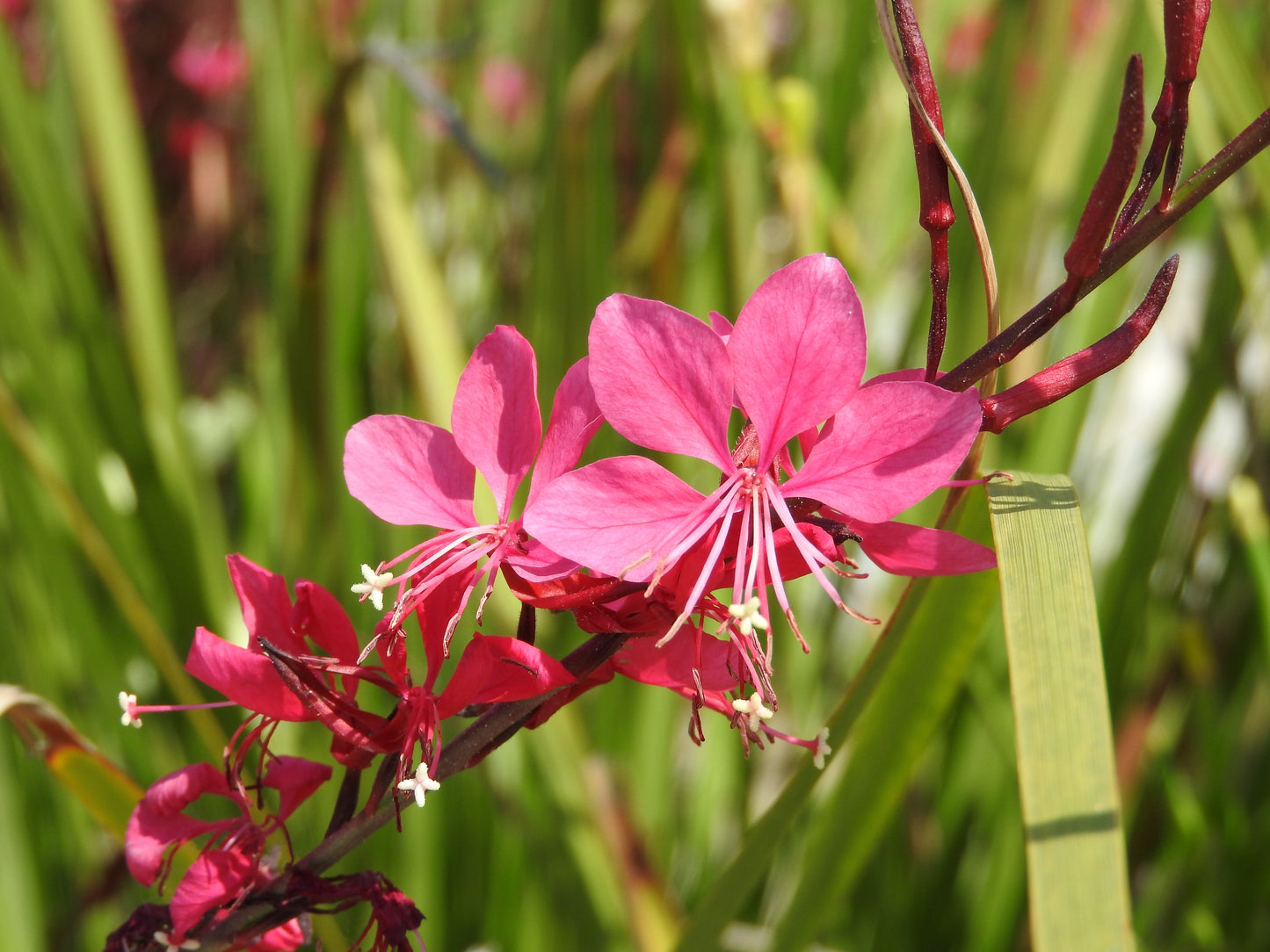 100 Pink GAURA WHIRLING BUTTERFLIES Gaura Biennis Flower Seeds