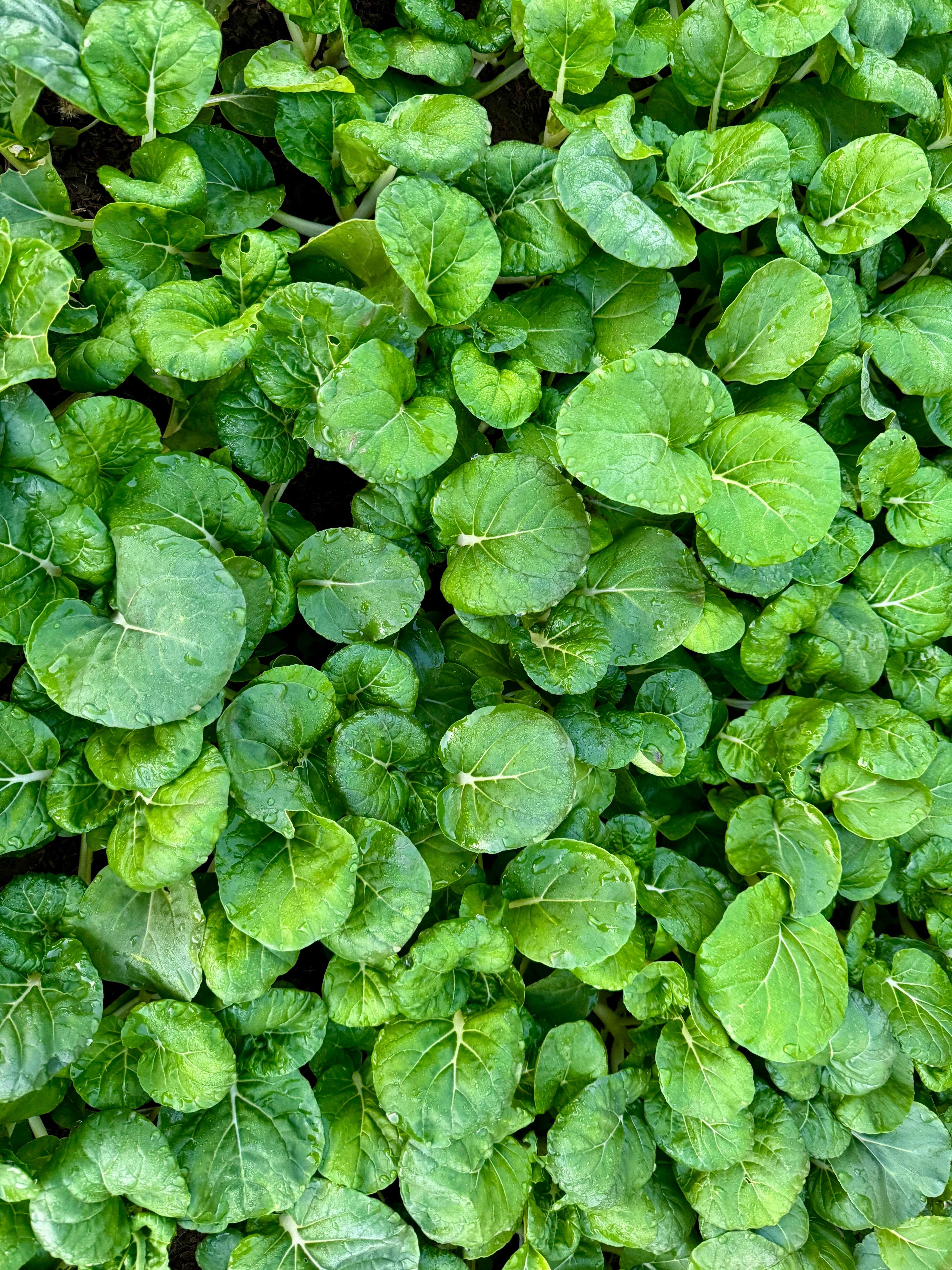 thumbnail image 2 of 1000 Upland Cress Seeds (Barbarea Verna) - Creasy Greens - Non-GMO Heirloom For 2025 - Sola Seed Company 2 of 5