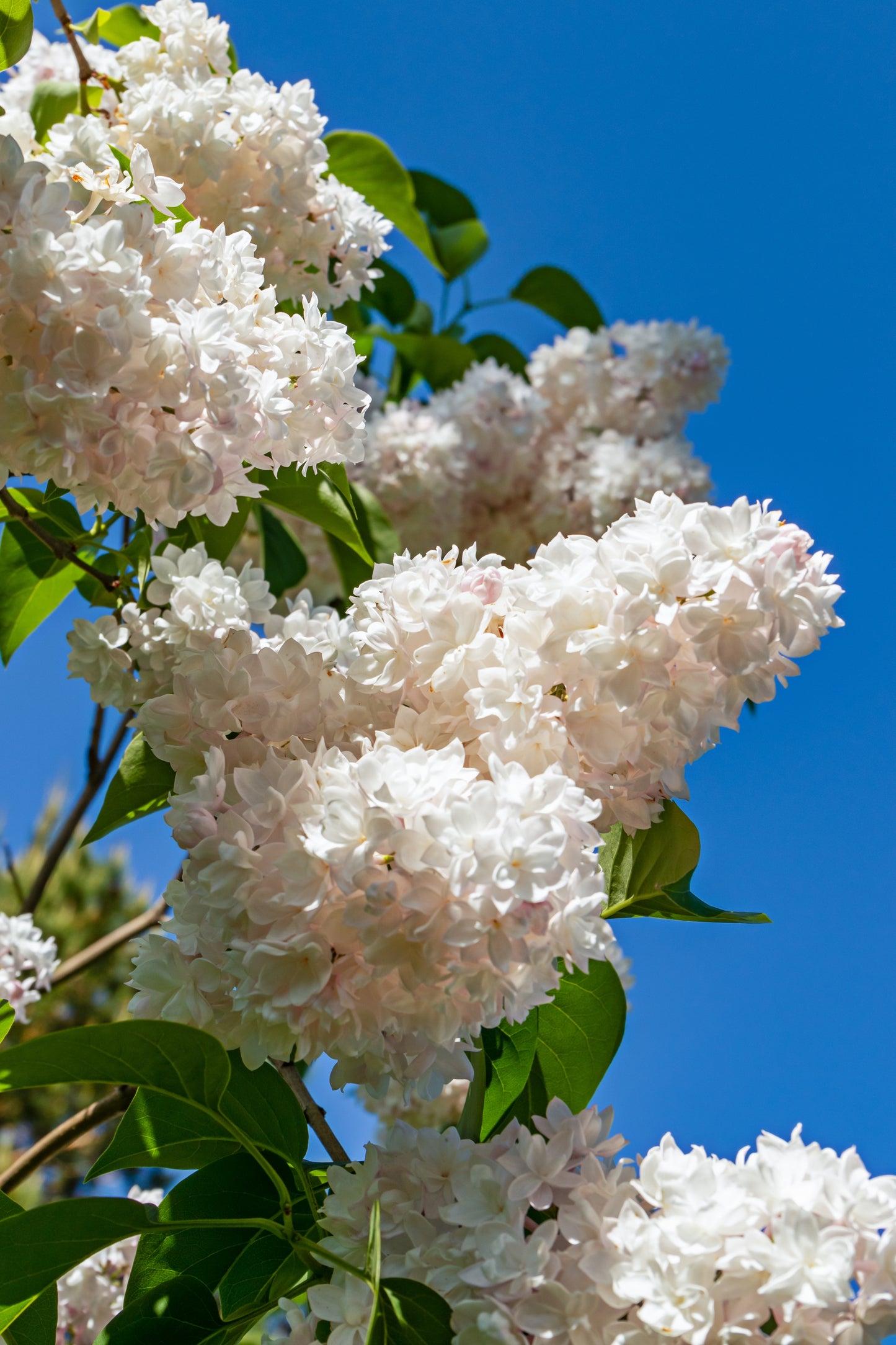 20 WHITE TREE LILAC Hummingbird Flower Fragrant Peking Syringa Pekinensis Seeds
