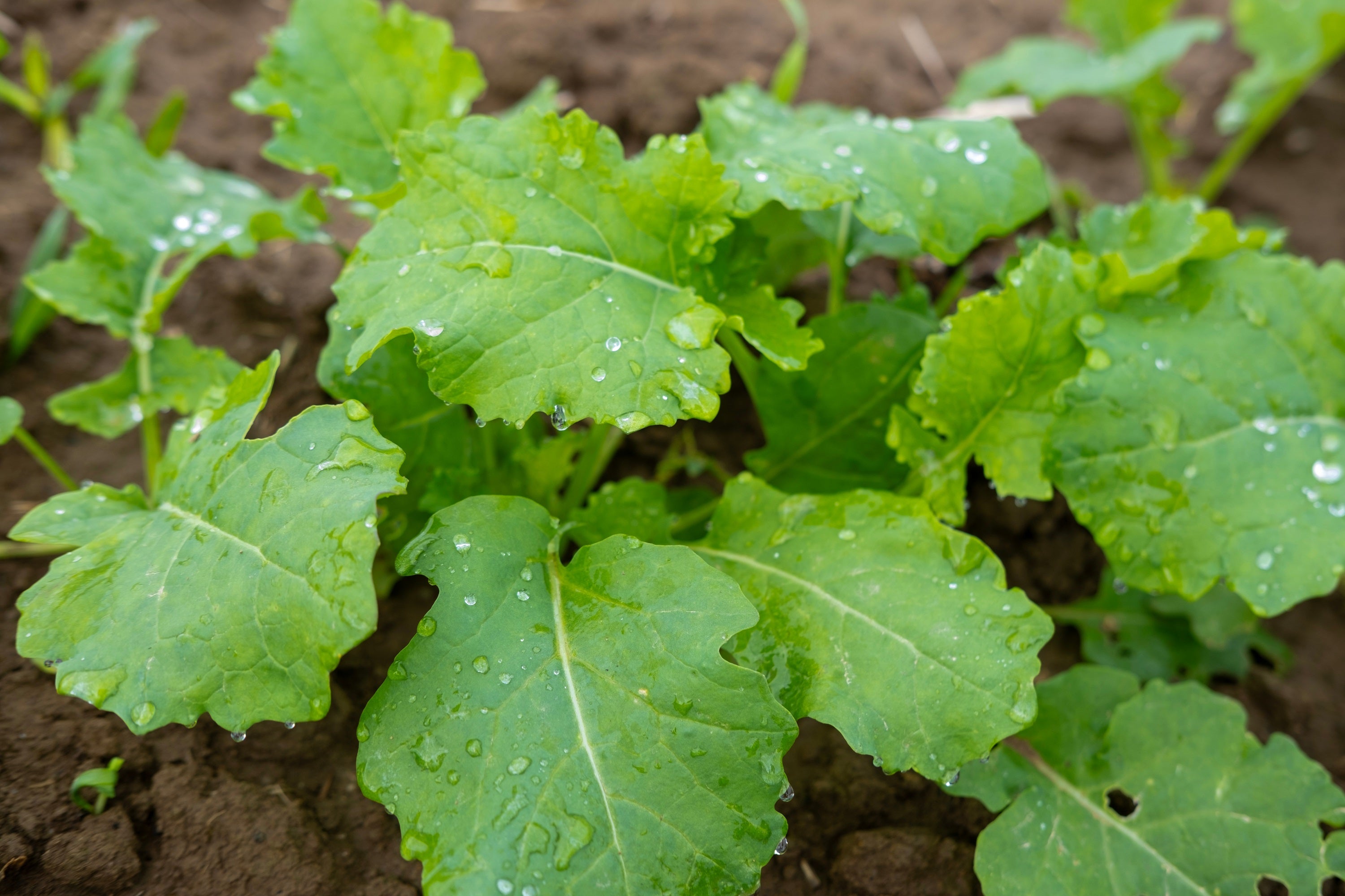 nalleru plant seeds 1000 Dwarf ESSEX RAPE KALE Rapeseed Brassica Napus Vegetable Seeds – Seedville USA