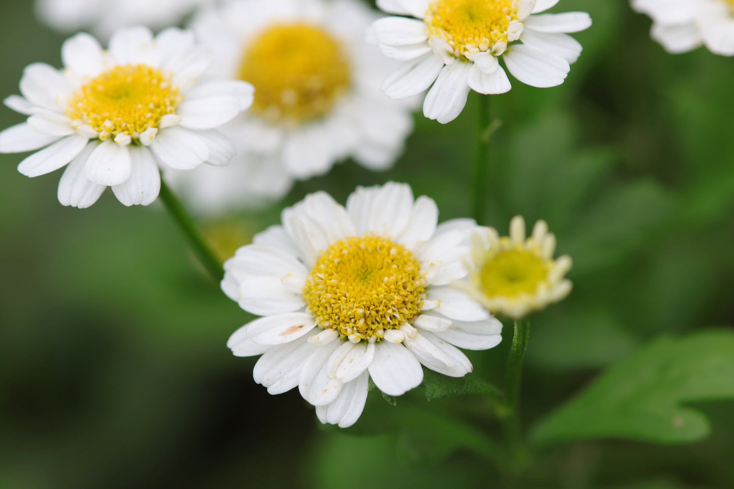 300 FEVERFEW Tanacetum Parthenium Herb Flower Seeds