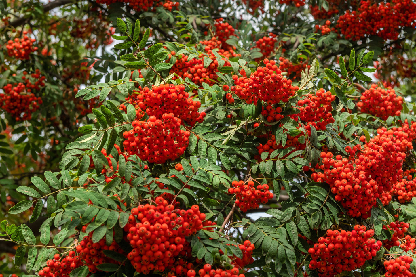 20 ASH TREE Mountain / Amur / Rowan - Sorbus Aucuparia Seeds
