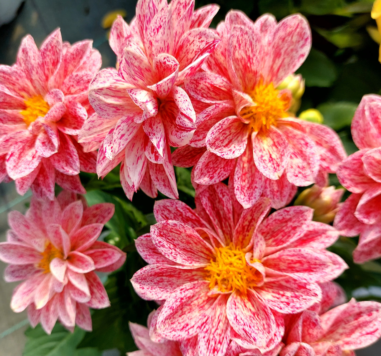 50 EARLY BIRD DAHLIA Mixed Colors Flower Seeds