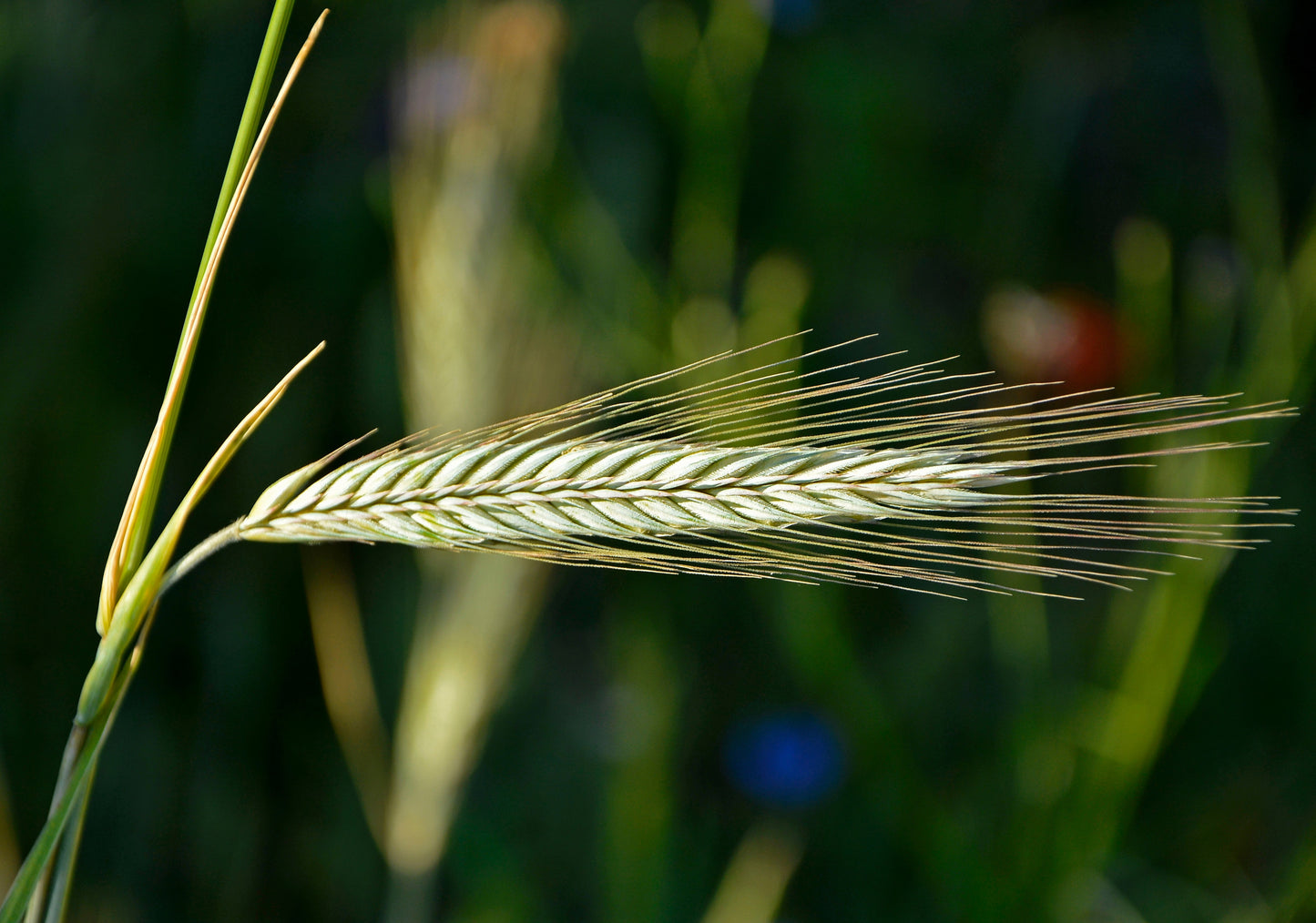 300 Wrens Abruzzi WINTER RYE Secale Cereale Grain Cover Crop Seeds