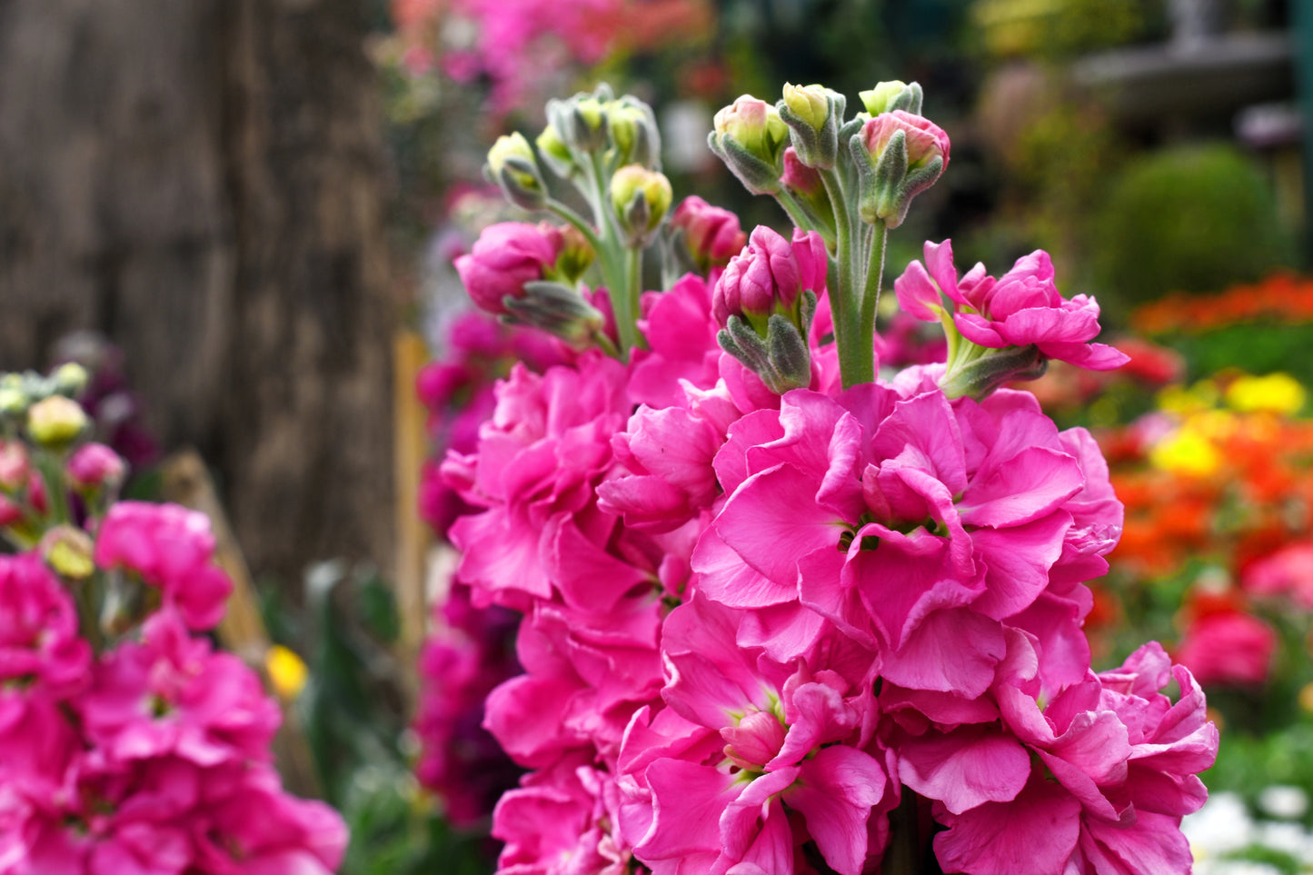 50 Rose PINK STOCK Matthiola Incana Ten-Week Gillyflower Seeds