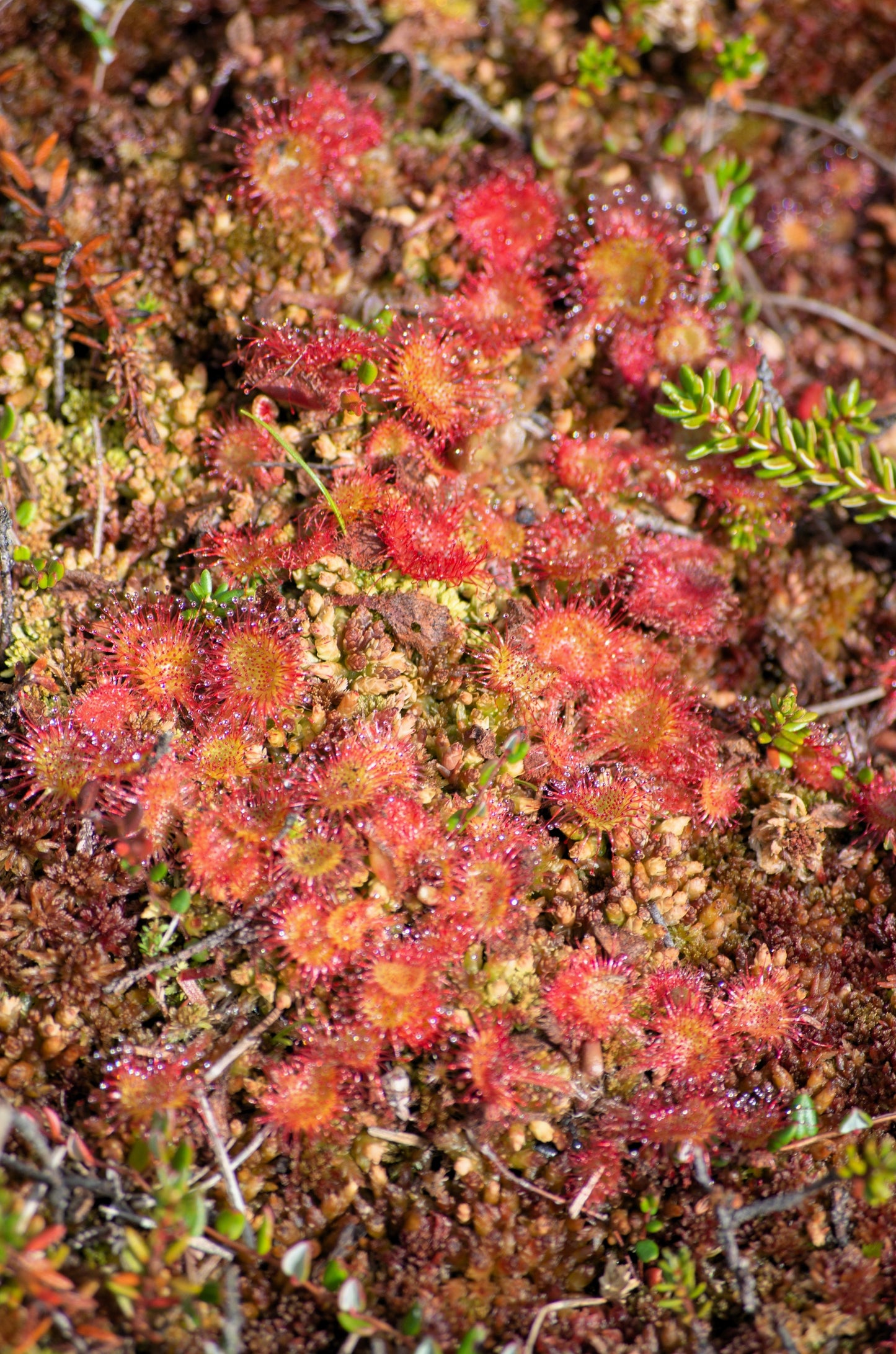 10 CARNIVOROUS SUNDEW PLANT Drosera Flower Seeds