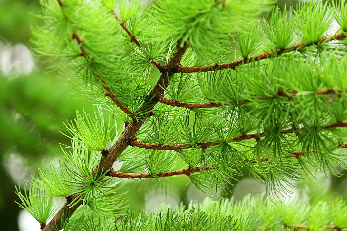 25 EUROPEAN LARCH TREE Pine Pinetree Evergreen Larix Decidua Seeds