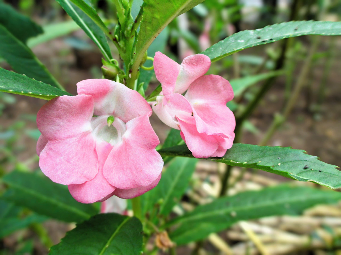 100 IMPATIENS (Balsam / Lady Slipper / Touch Me Not) Impatiens Balsamina Flower Seeds