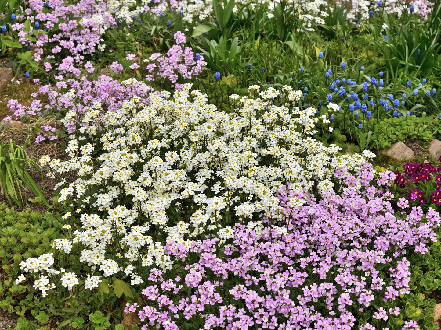 800 WHITE ALPINE ROCKCRESS Aubrieta Rock Cress Arabis Alpina Flower Seeds