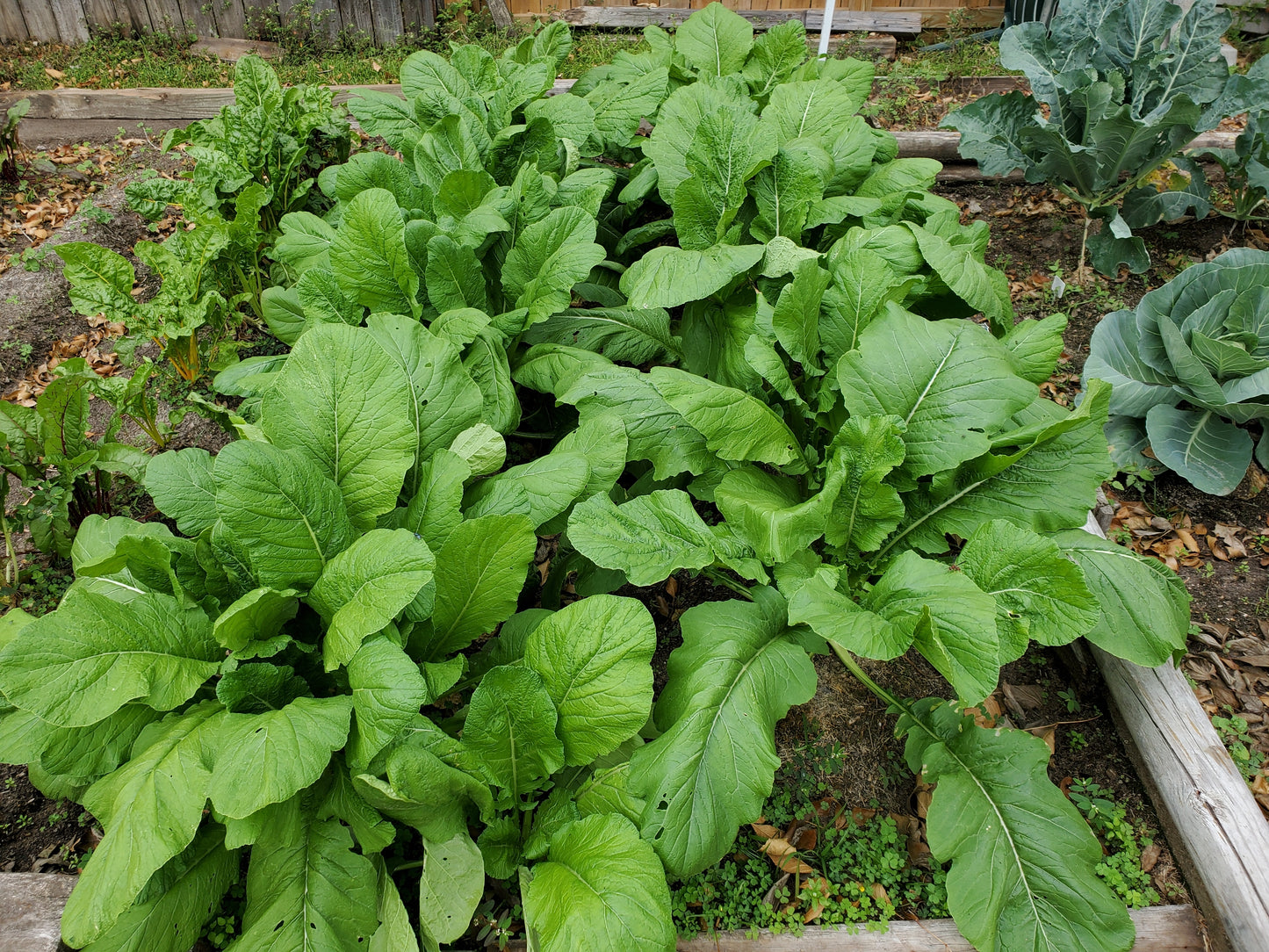 1500 SEVEN TOP TURNIP For Leaf Greens & Sprouts Brassica Rapa Vegetable Seeds