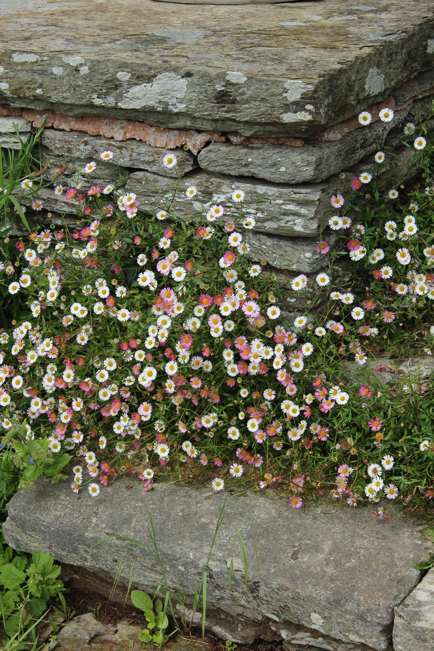 50 SANTA BARBARA DAISY Mexican Fleabane Erigeron Karvinskianus Tricolor Mixed Colors White Pink Purple Flower Seeds
