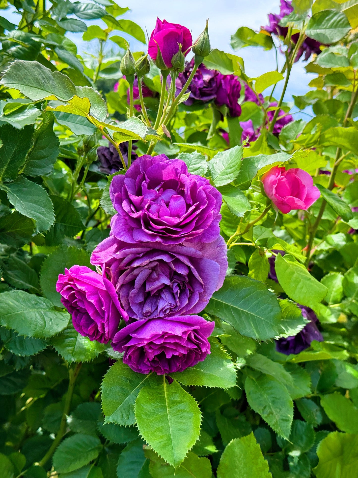 5 PURPLE ROSE Rosa Floribunda Bush Shrub Perennial Flower Seeds