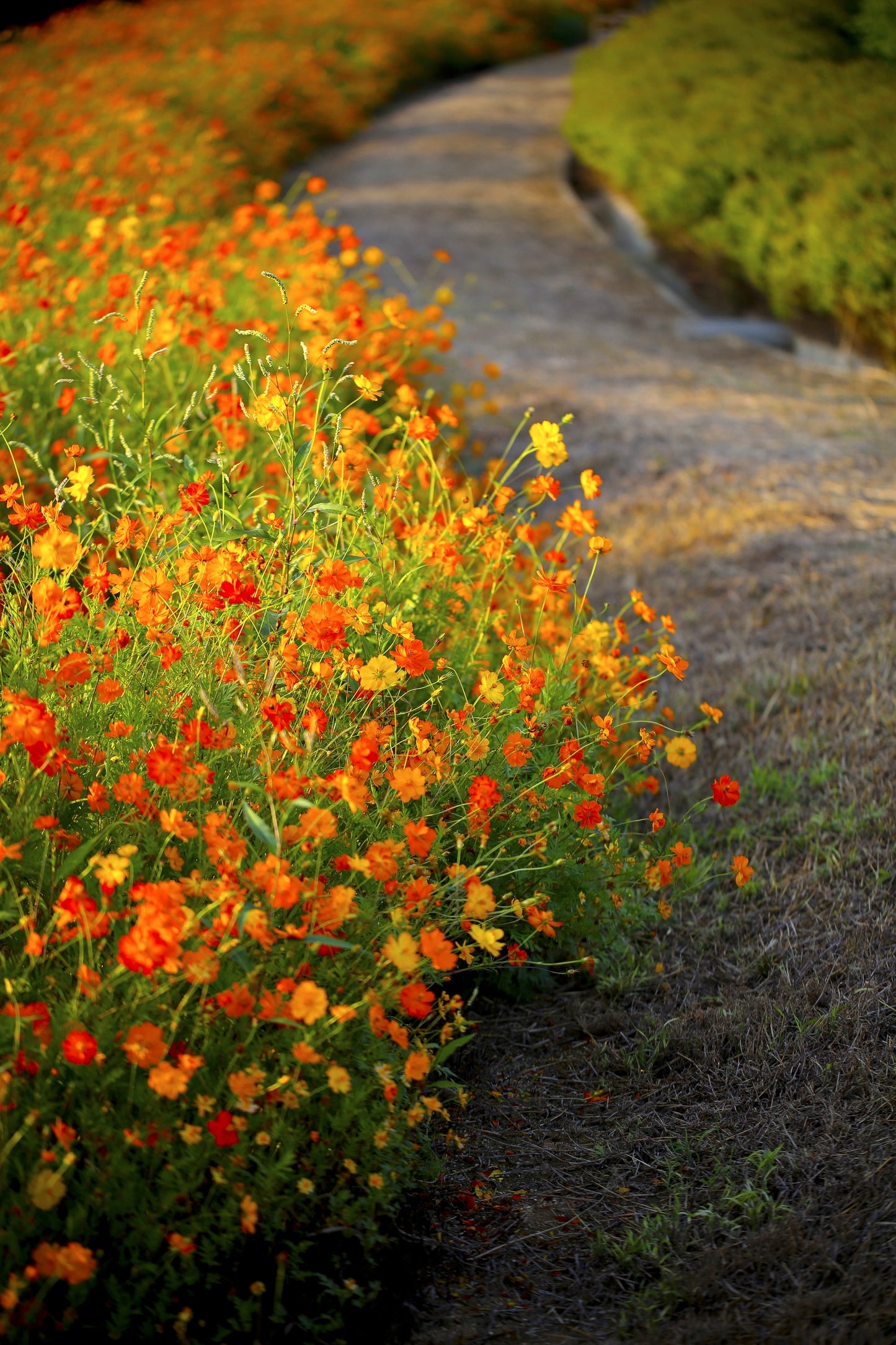 300 BRIGHT LIGHTS COSMOS Mix Mixed Colors Red Orange Yel Bipinnatus Flower Seeds