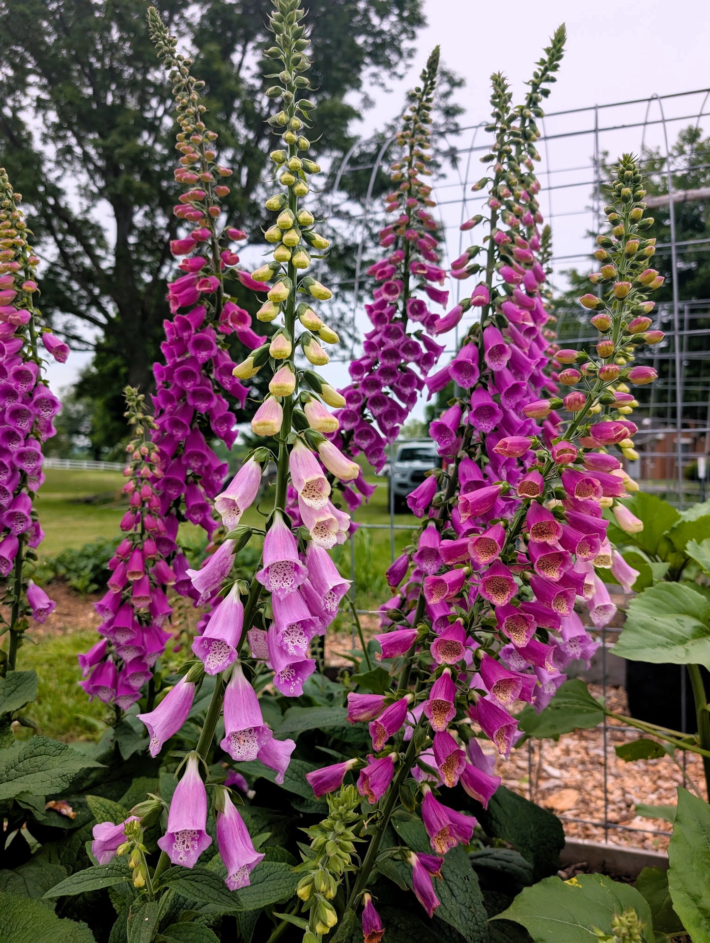 1000 FOXGLOVE EXCELSIOR MIX Digitalis Purpurea Mixed Colors Shade Flower Seeds