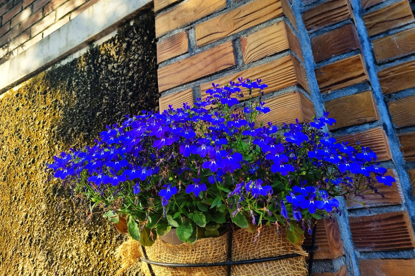 200 Electric Blue MONSOON LOBELIA Erinus Flower Seeds