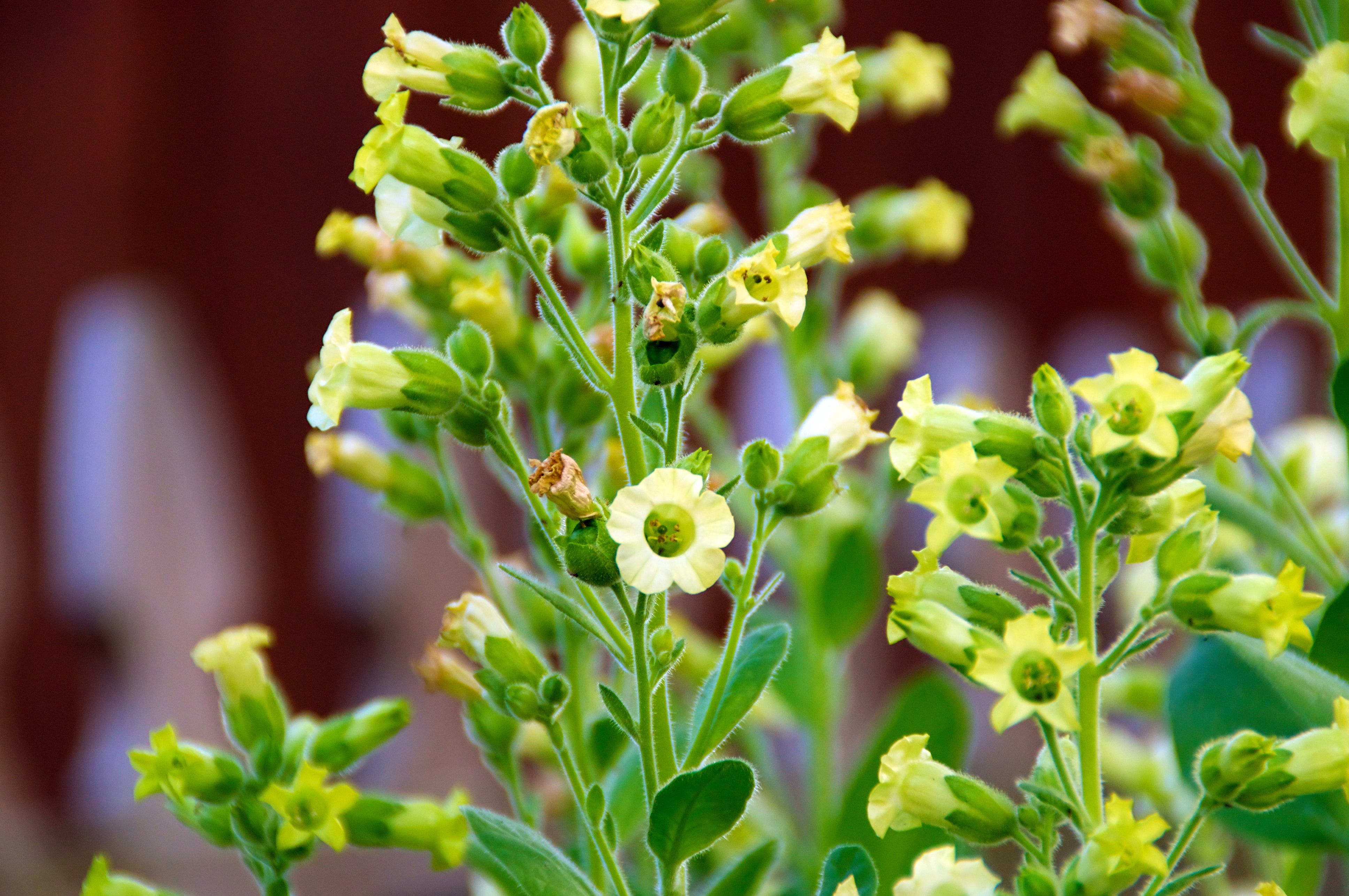 250 AZTEC TOBACCO Midewiwan Sacred Nicotiana Rustica Yellow Flower