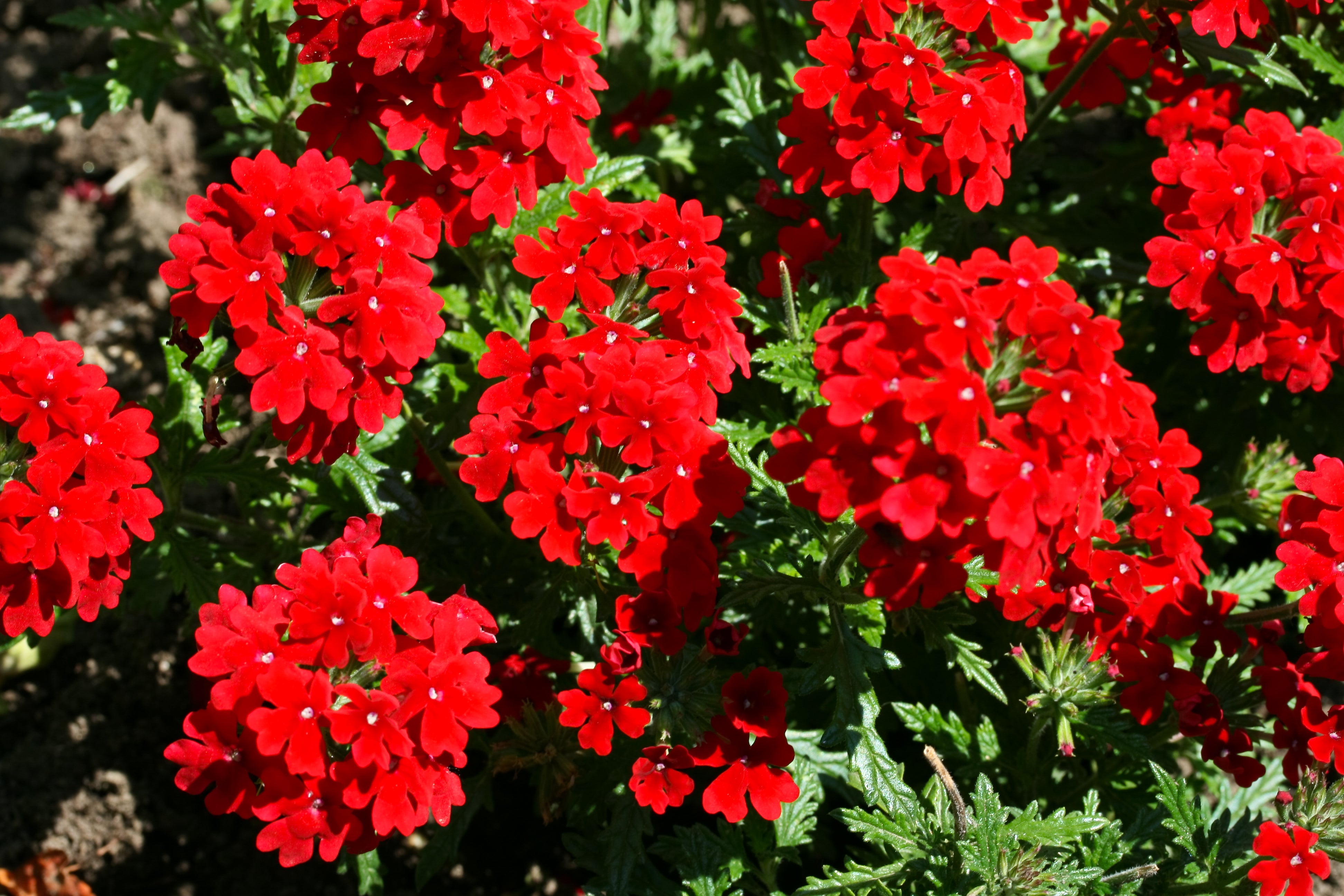 50 Magenta Verbena Seeds – Fresh Perennial Blooms For Your Garden, USA Seller