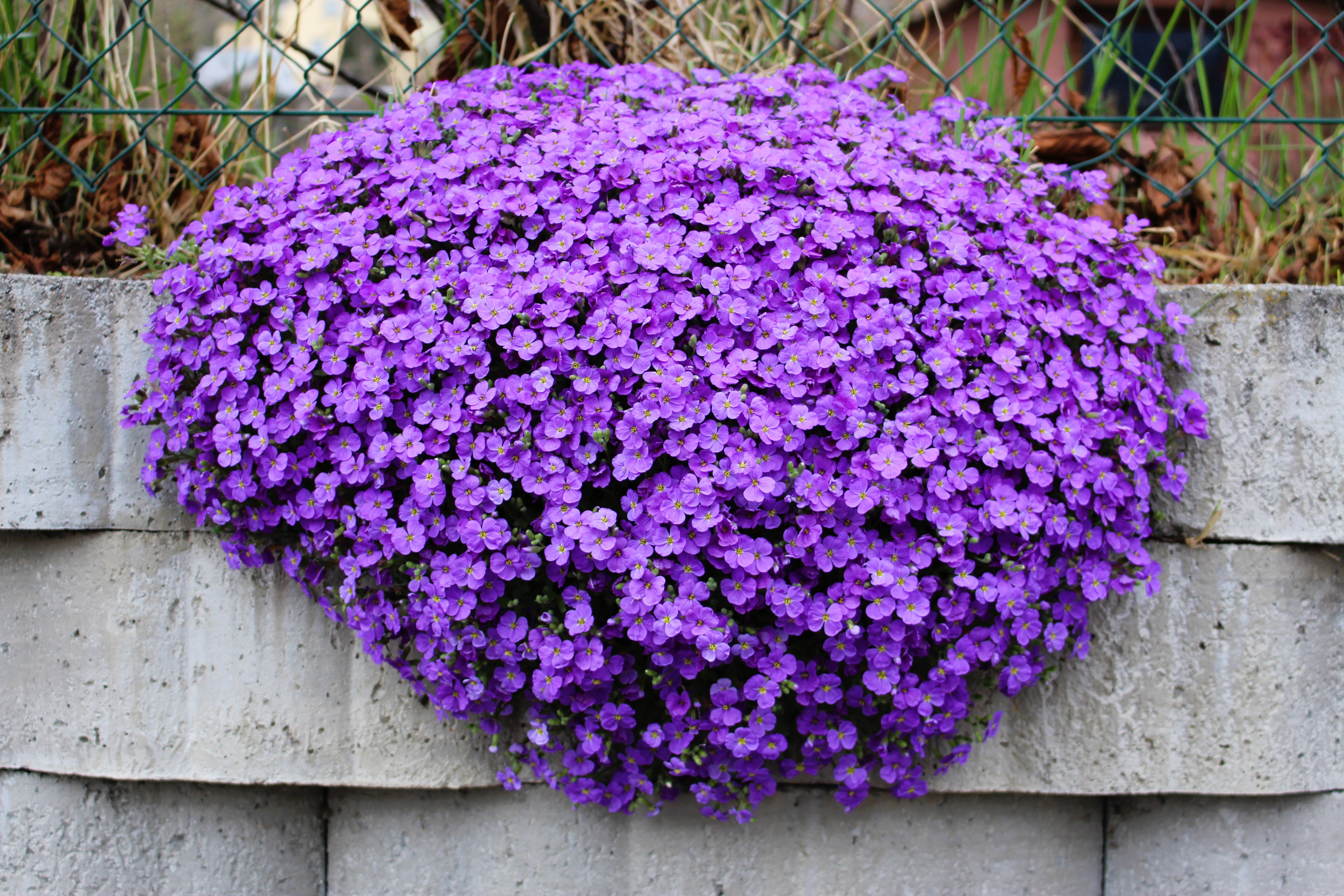 Rock Cress Purple Seeds - Aubrieta Deltoidea