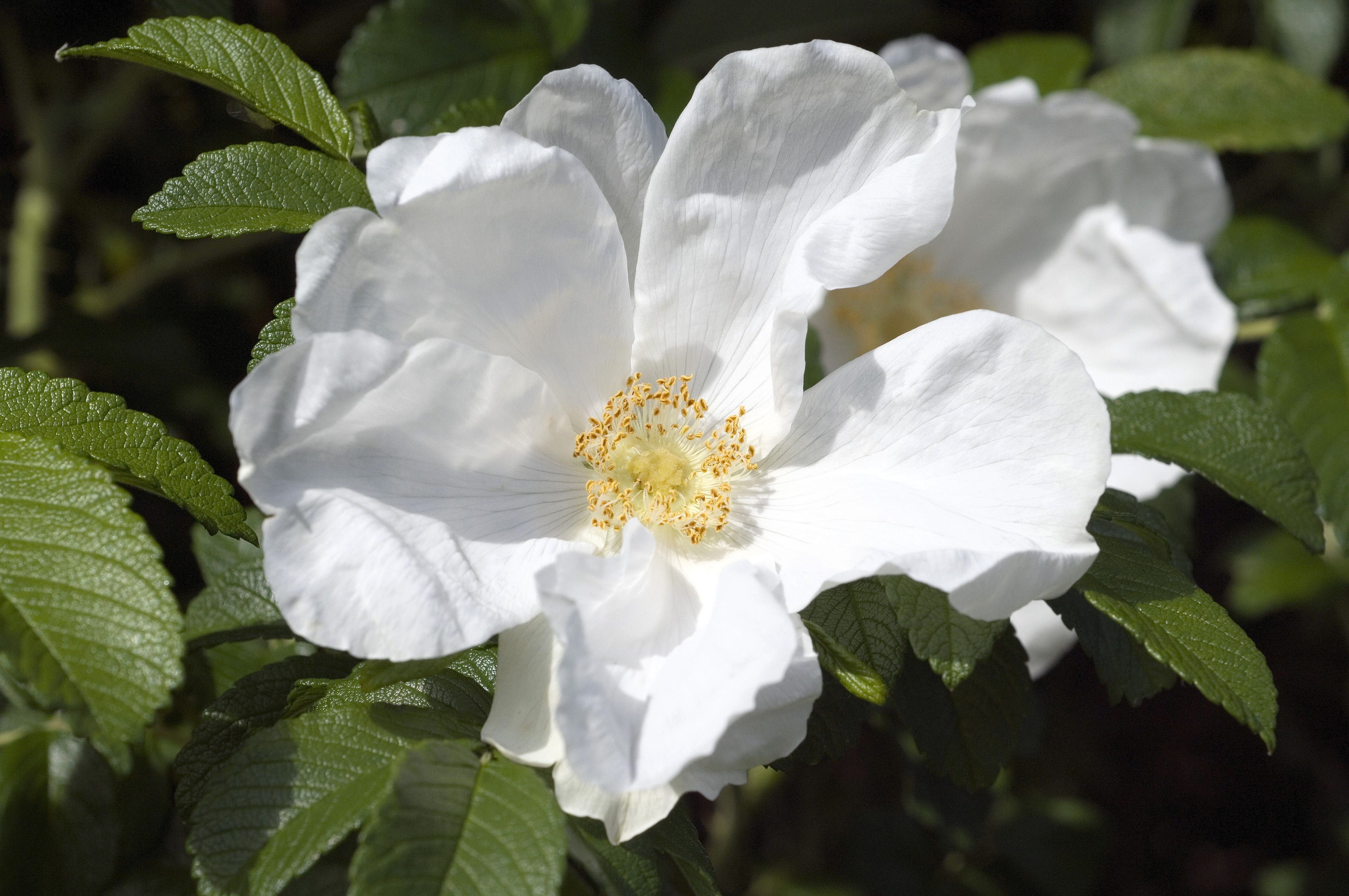 ろおず 10 WHITE JAPANESE ROSE Rosa Rugosa Alba Bush Rugosa Rose Flower