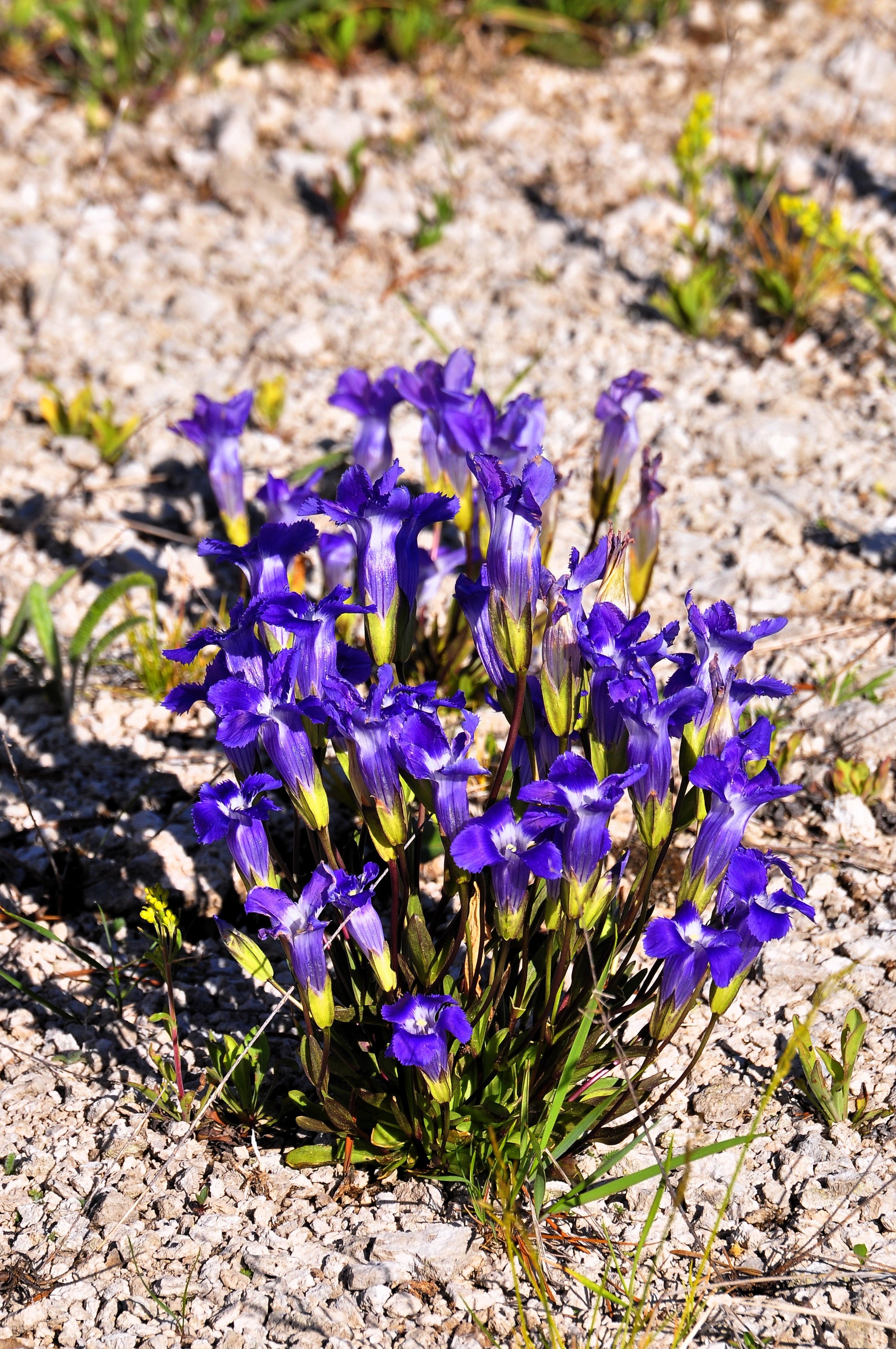 thumbnail image 2 of Grow Something Beautiful: 30+ Fringed Dark Blue Gentian Flower Seeds – Perennial (Gentianopsis Crinita) 2 of 5