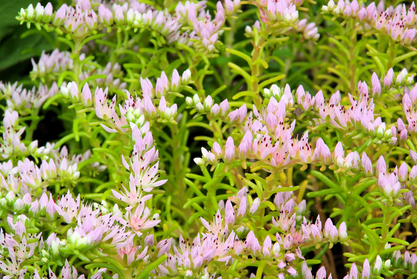 50 SEASTAR / WIDOWS Cross SEDUM Sea Star Stonecrop Sedum Pulchellum Flower Seeds
