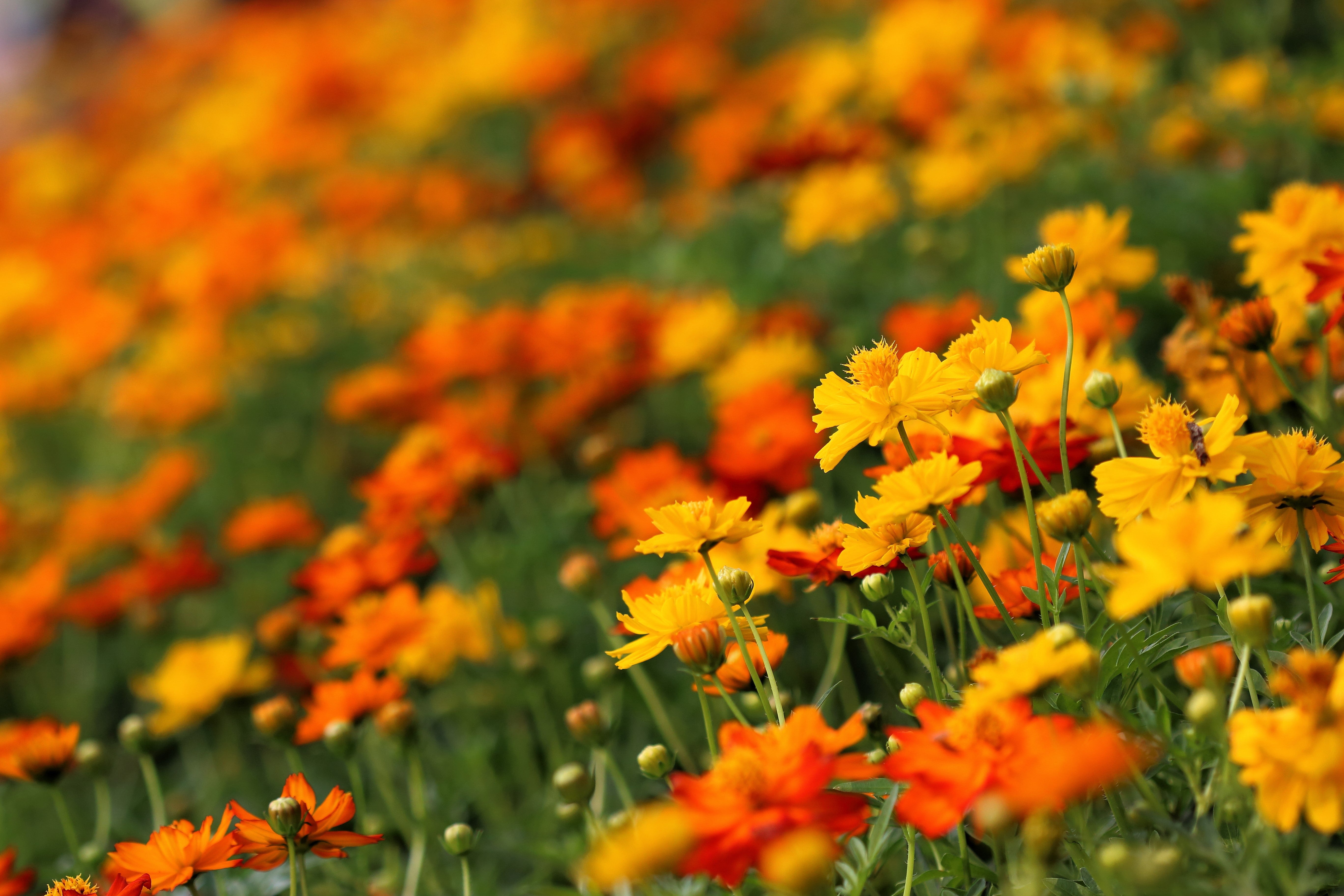 300 BRIGHT LIGHTS COSMOS Mix Mixed Colors Red Orange Yel