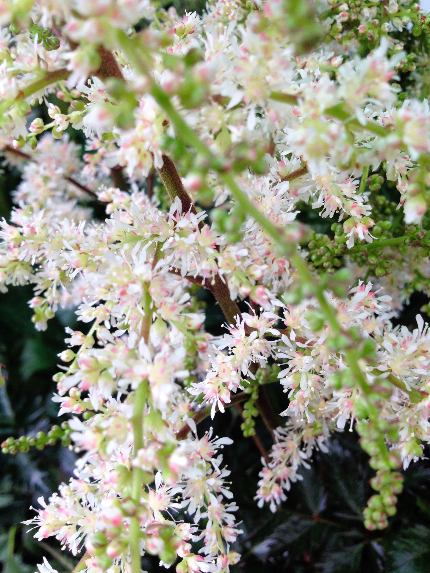 100 White OCEANSPRAY Shrub Creambush Mountain Spray Holodiscus Flower Seeds