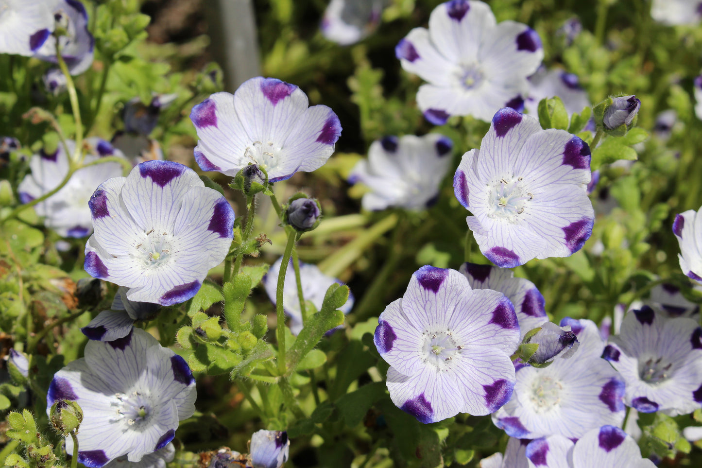750 FIVE SPOT Nemophila Maculata White & Purple Flower Seeds