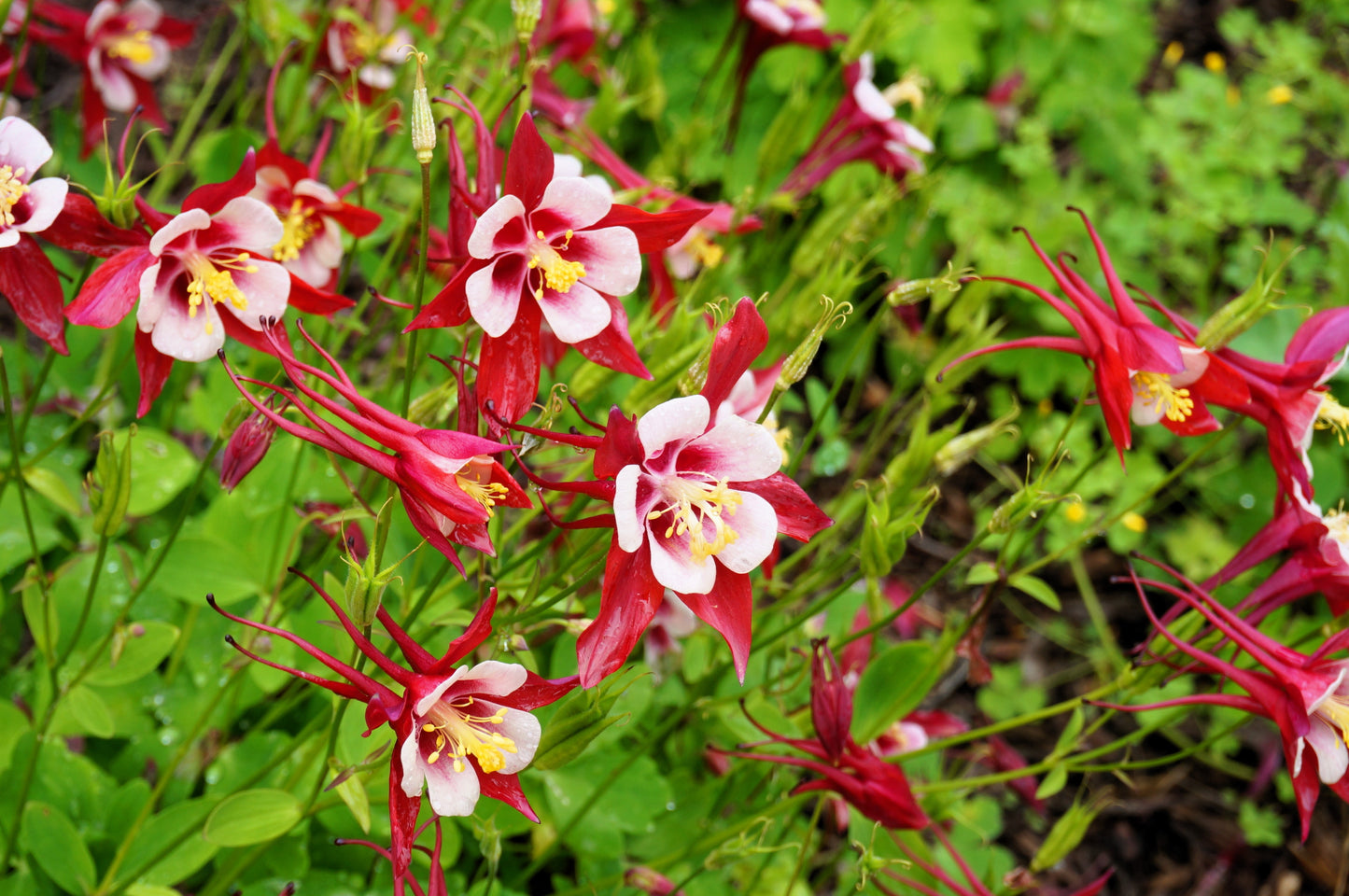 25 CRIMSON STAR COLUMBINE Red & White McKana's Giant Aquilegia Flower Seeds