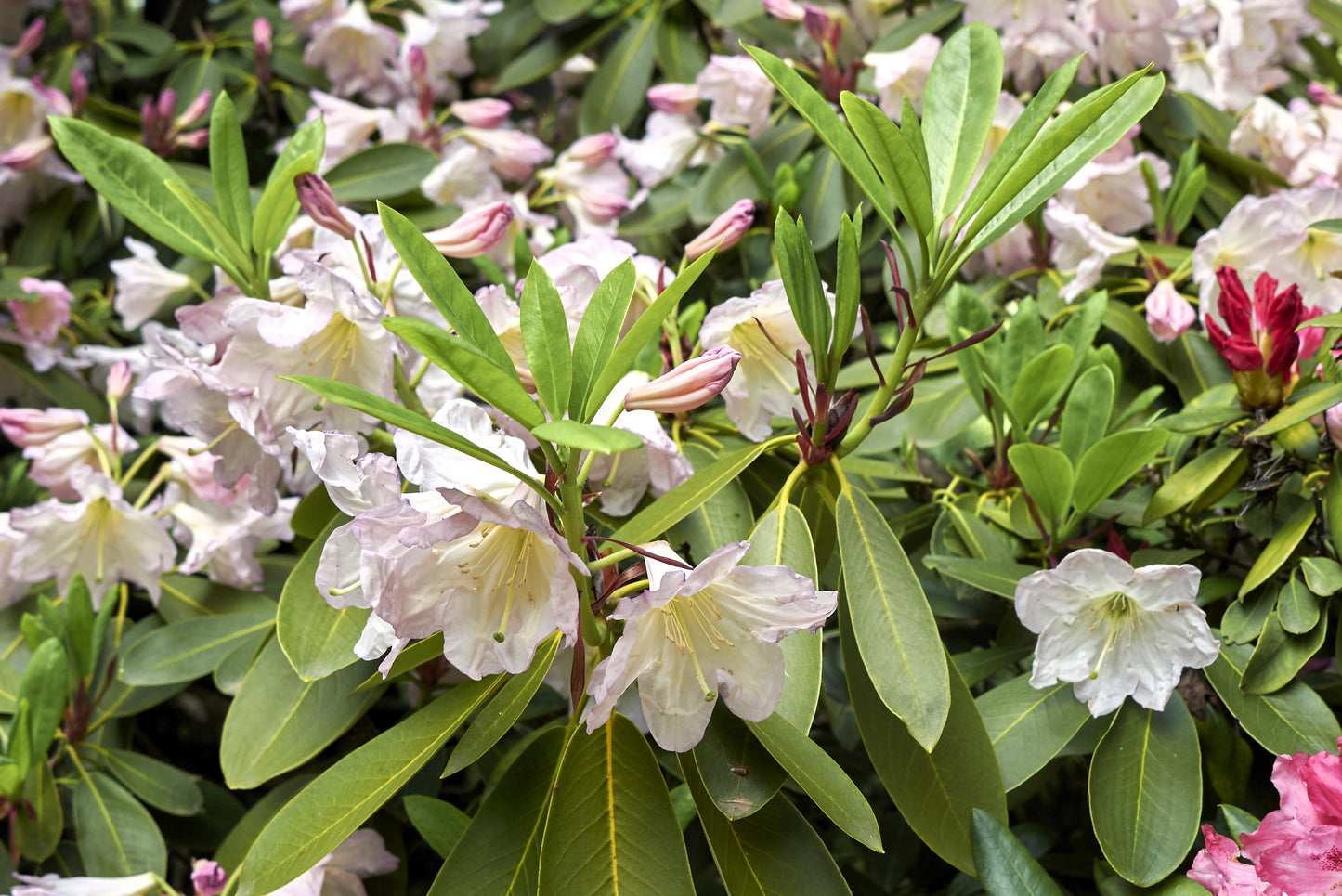 50 FORTUNE RHODODENDRON Fortunei Shrub Rose Pink Mauve White Flower Seeds