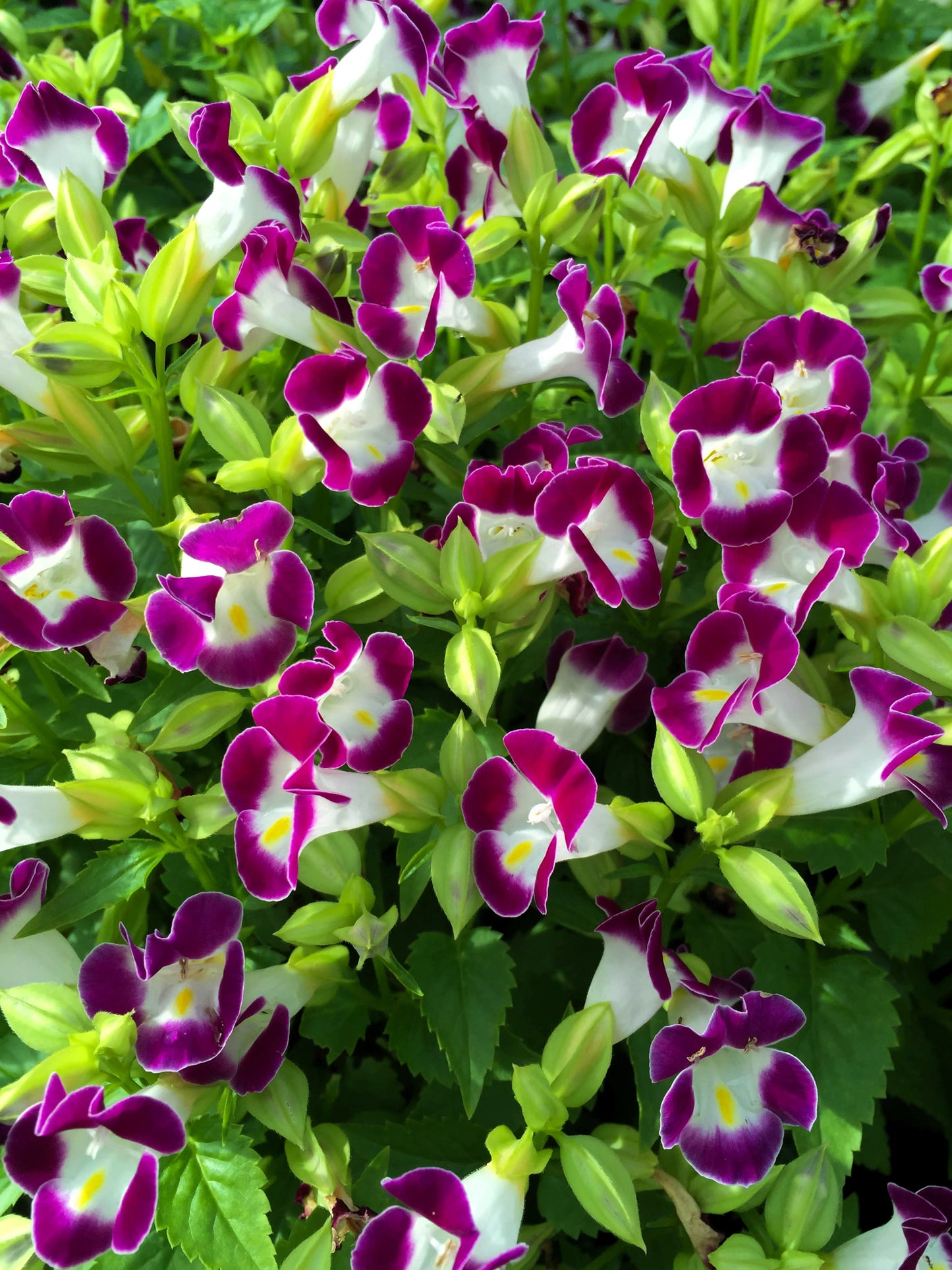 10 KAUAI MIX TORENIA Fournieri Sun or Shade Wishbone Flower Seeds - Mixed Colors 2 Tone Blue Red Pink