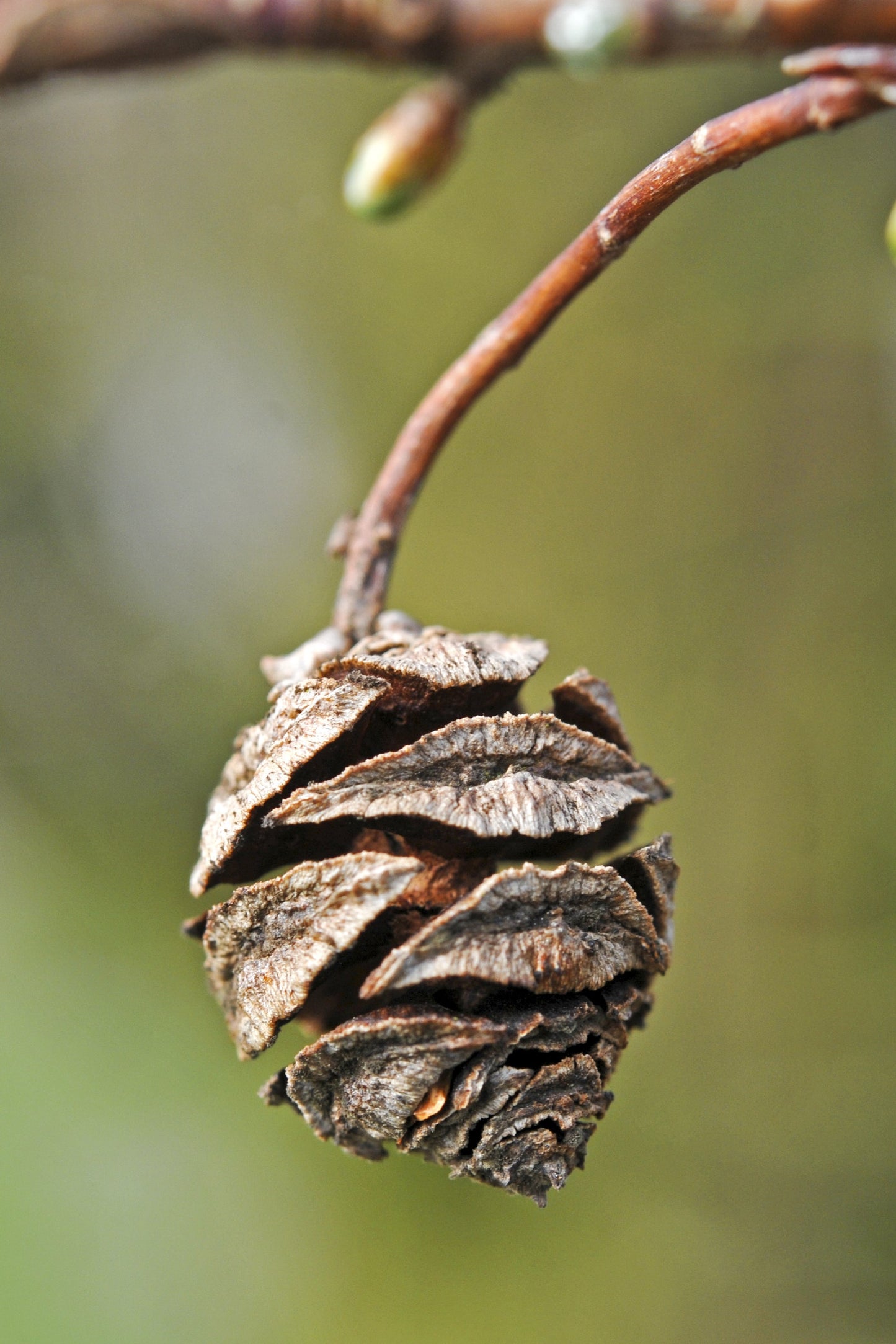 20 DAWN REDWOOD Tree Metasequoia Glyptostroboides Conifer Seeds