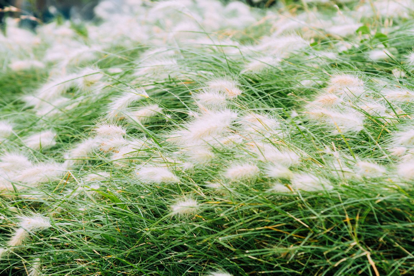 25 DWARF FOUNTAIN GRASS Pennisetum Alopecuroides Hardy Ornamental White Plume Seeds