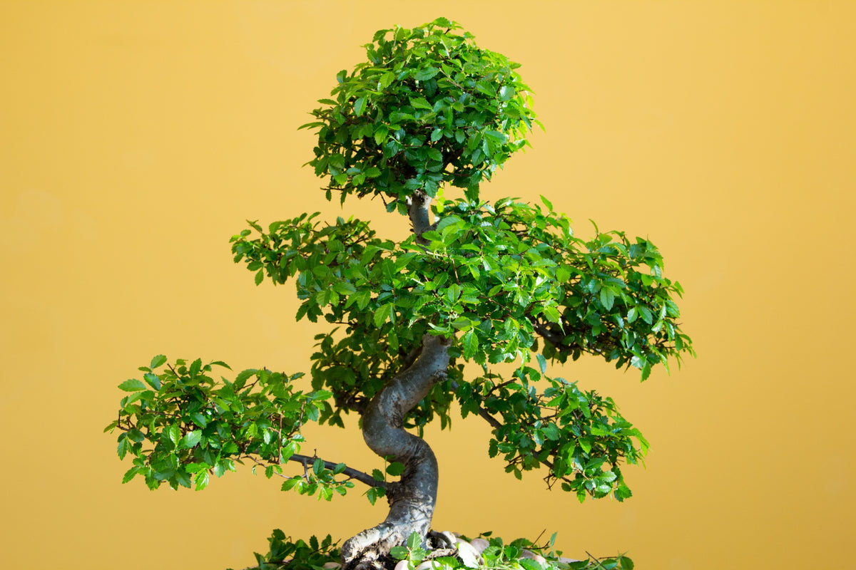 50 CHINESE ELM TREE Lacebark Ulmus Parvifolia Seeds