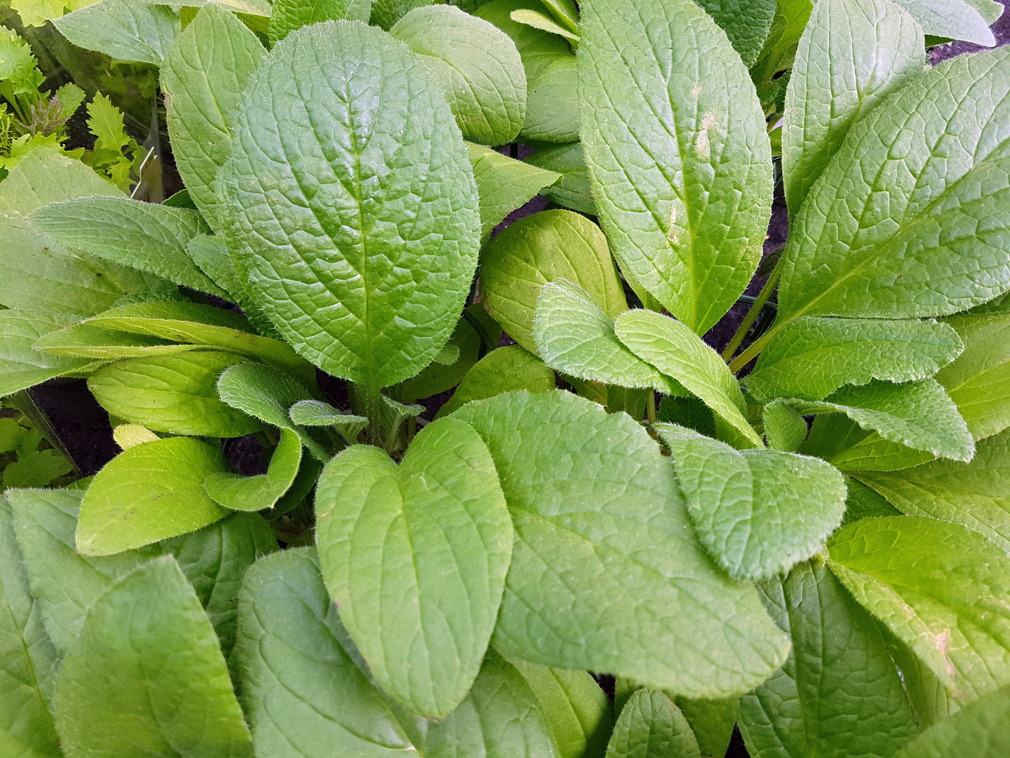 100 Blue Star BORAGE HERB Borago Officinalis Flower Seeds