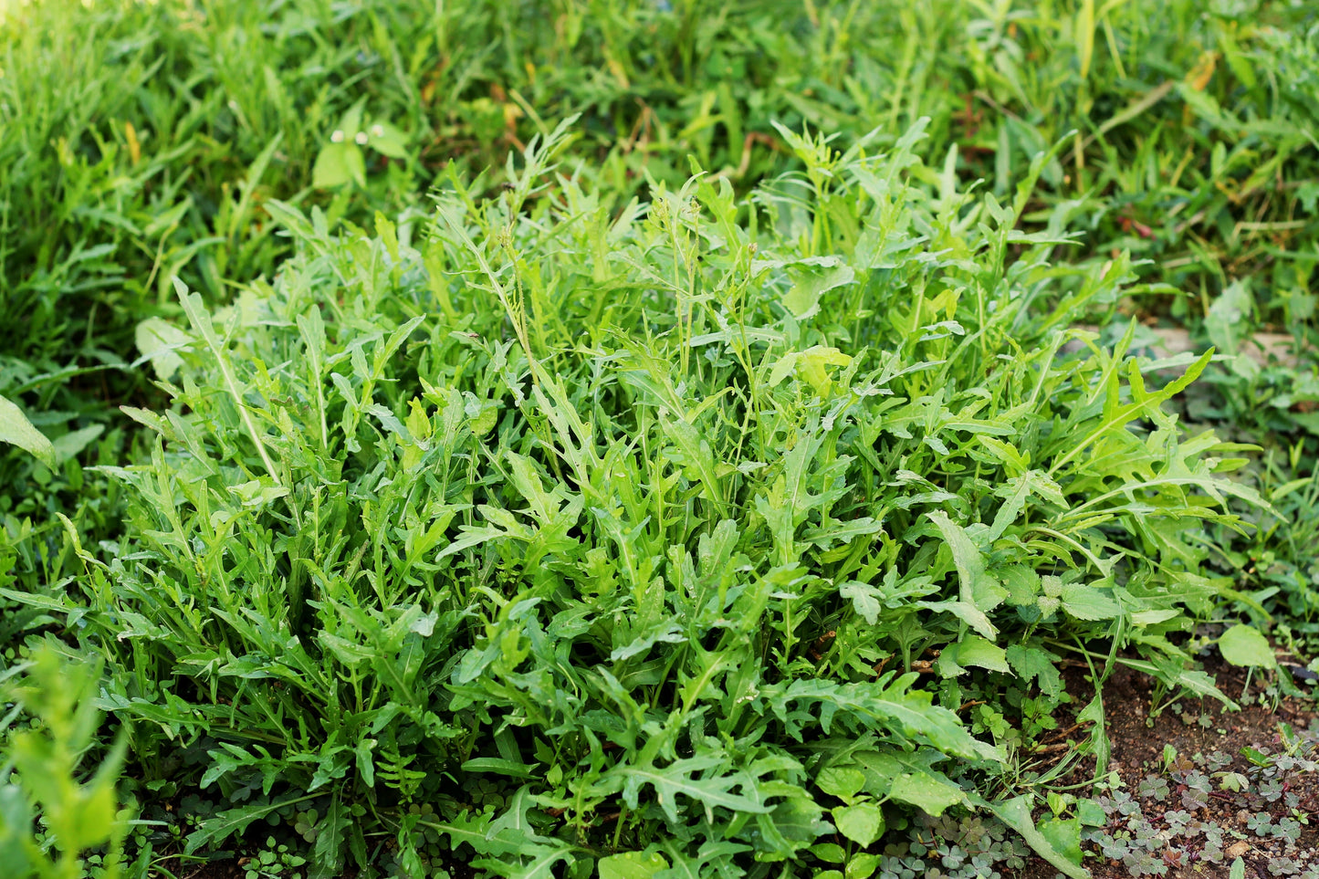 2000 ARUGULA Eruca Vesicaria Sativa Greens Vegetable Seeds