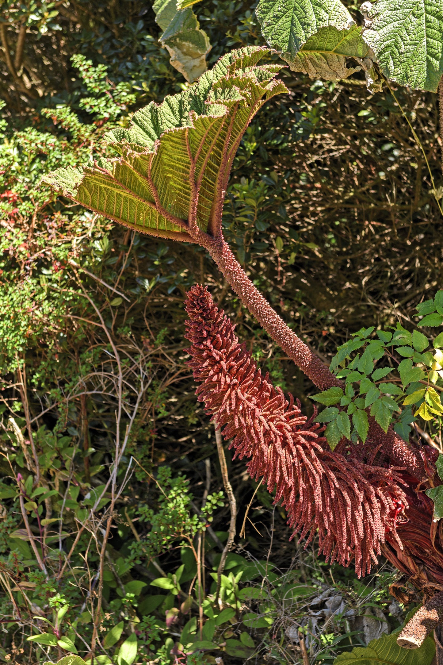 10 GUNNERA INSIGNIS Giant Rhubarb (Leaves up to 6' Wide, Red Flower Spikes to 3') Dinosaur Plant Seeds