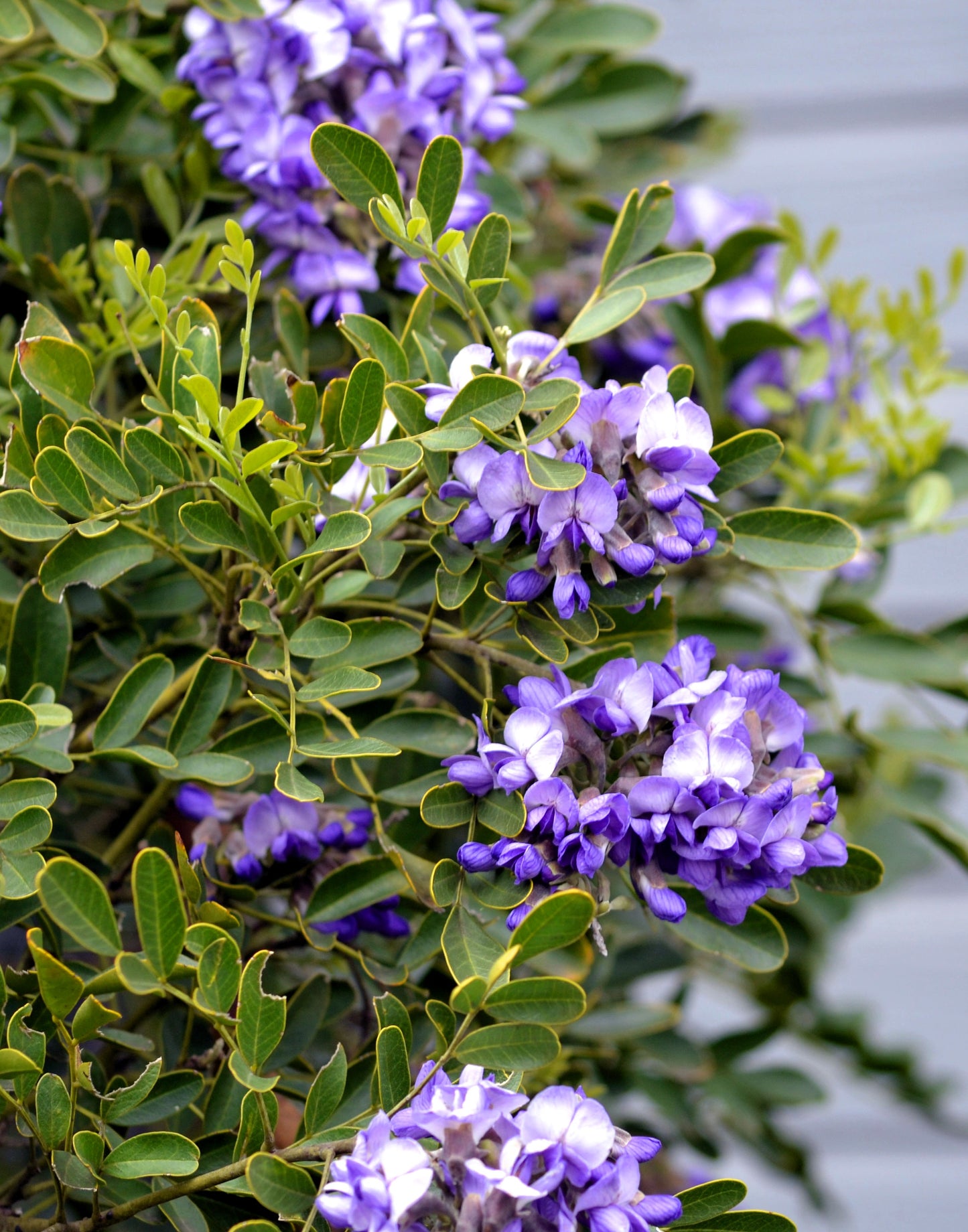 10 TEXAS Mountain LAUREL Sophora Secundiflora Mescal Tree Purple Flower Seeds