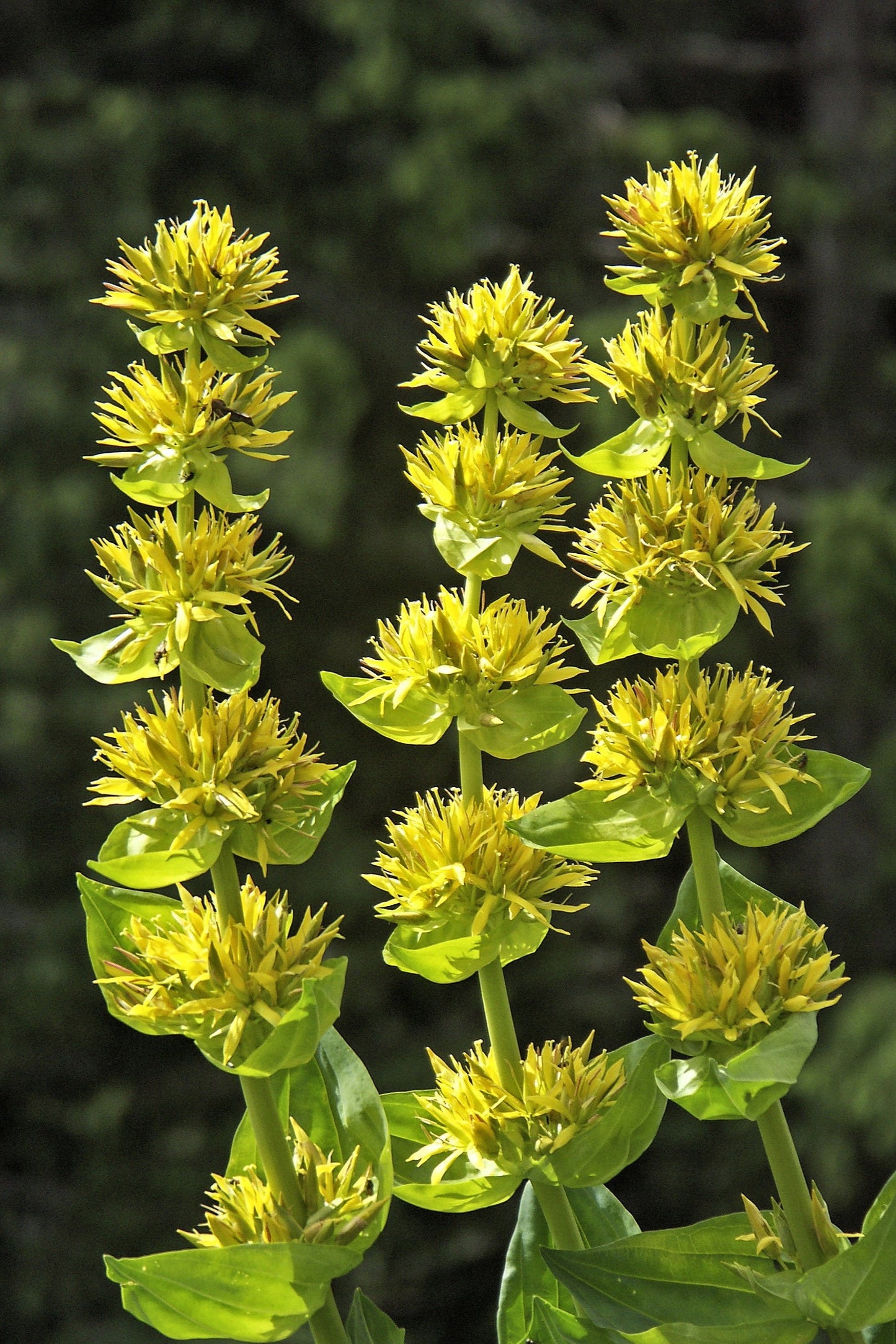 30 GREAT YELLOW GENTIAN Gentiana Lutea Herb Flower Seeds