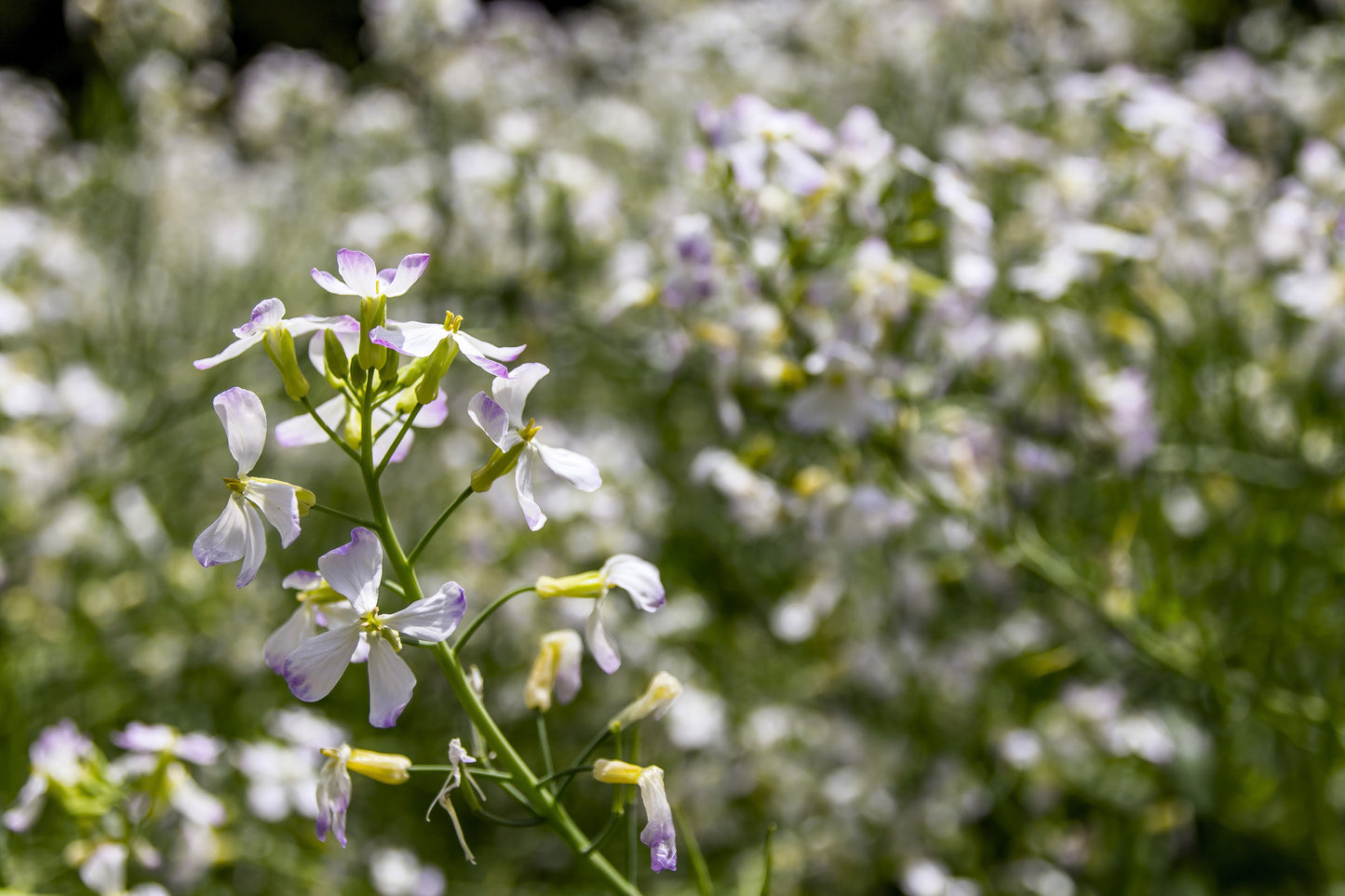 500 EVENING ( night ) SCENTED STOCK Matthiola Longipetala Bicornis Flower Seeds