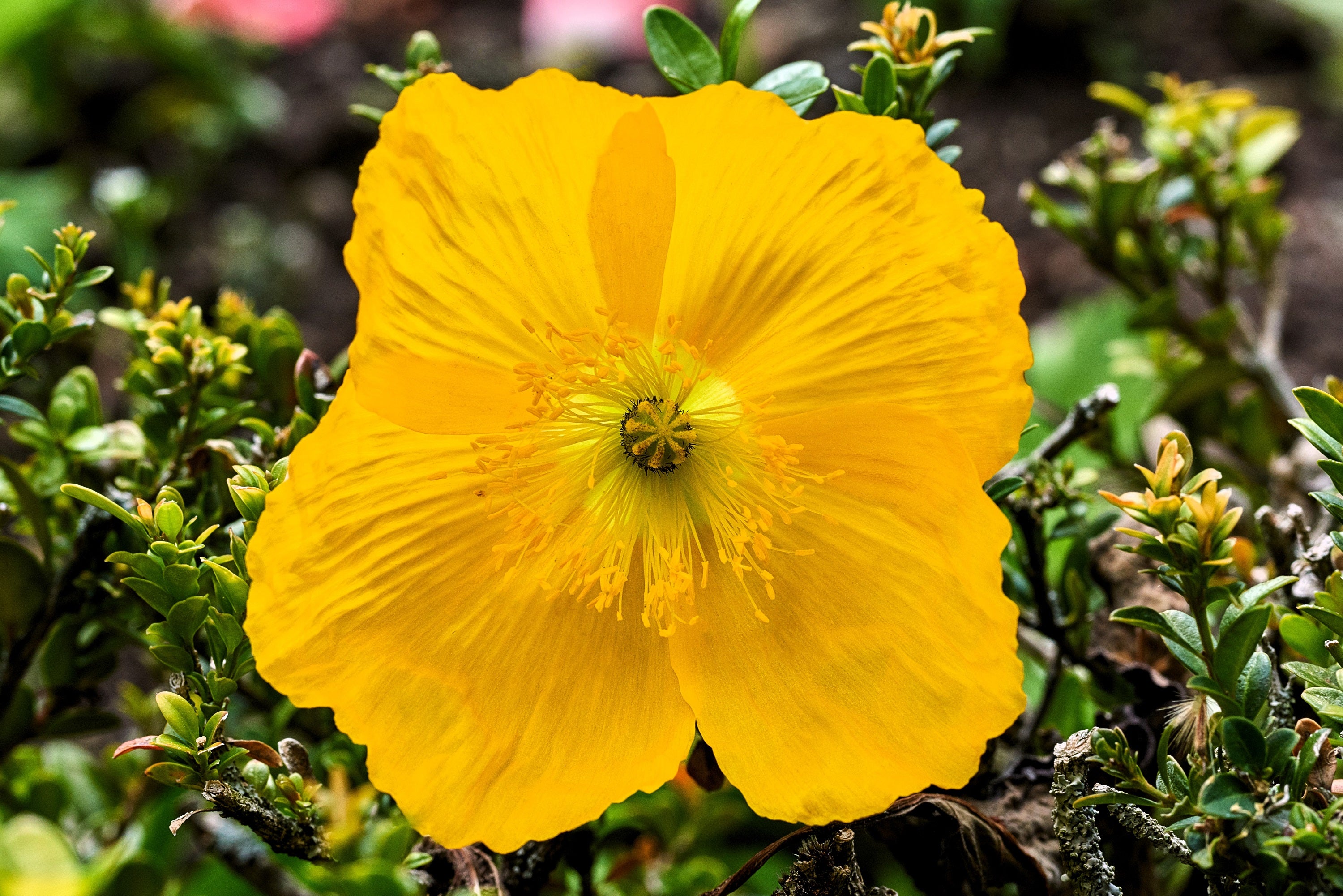 20 Yellow WELSH POPPY Meconopsis Papaver Cambricum Perennial Shade Flo 20-yellow-welsh-poppy-meconopsis-papaver-cambricum-perennial-shade-flo